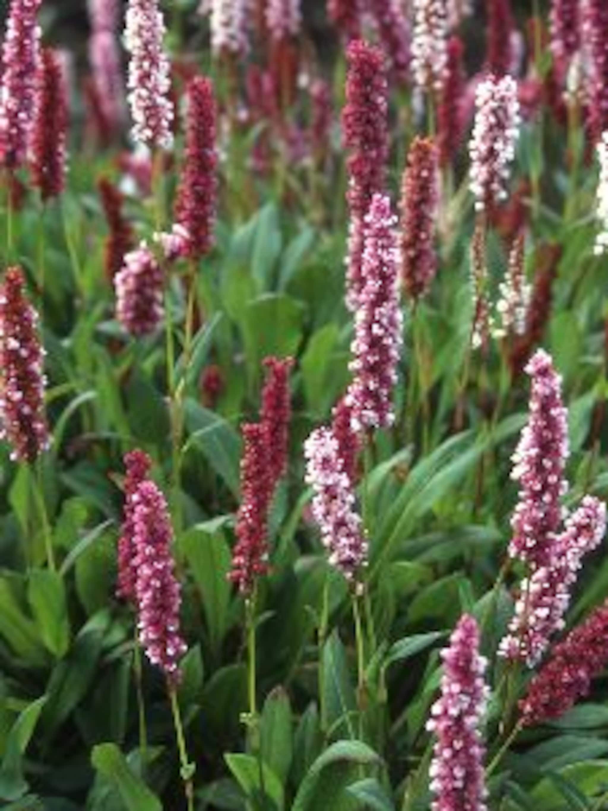 duizendknoop persicaria affinis