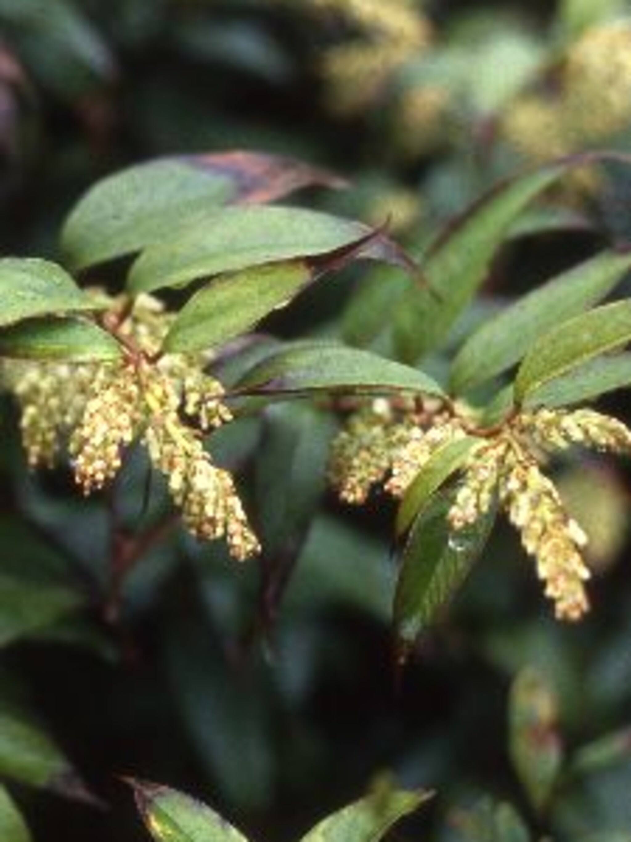 leucothoe leucothoe walteri