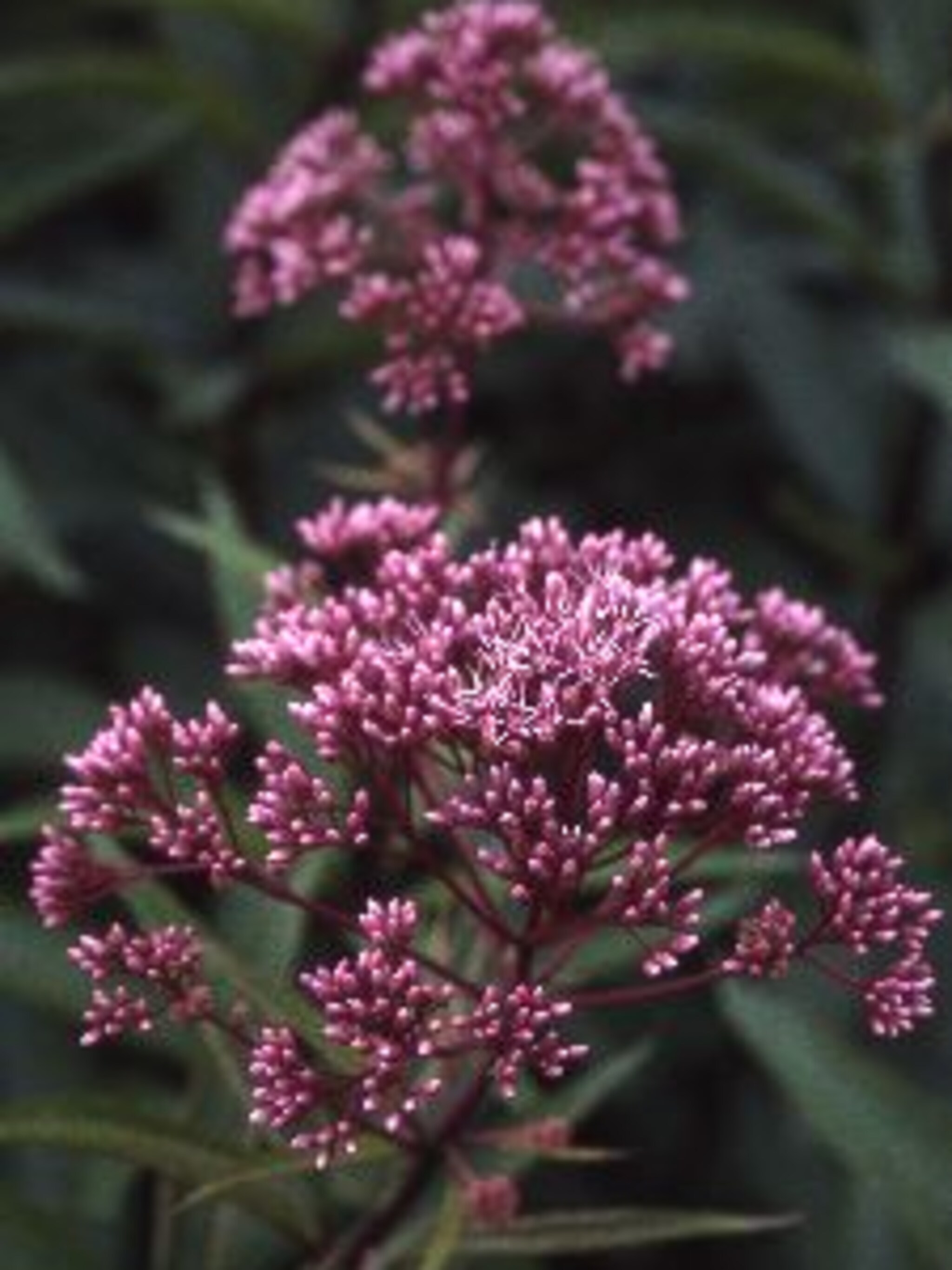 leverkruid atropurpureum