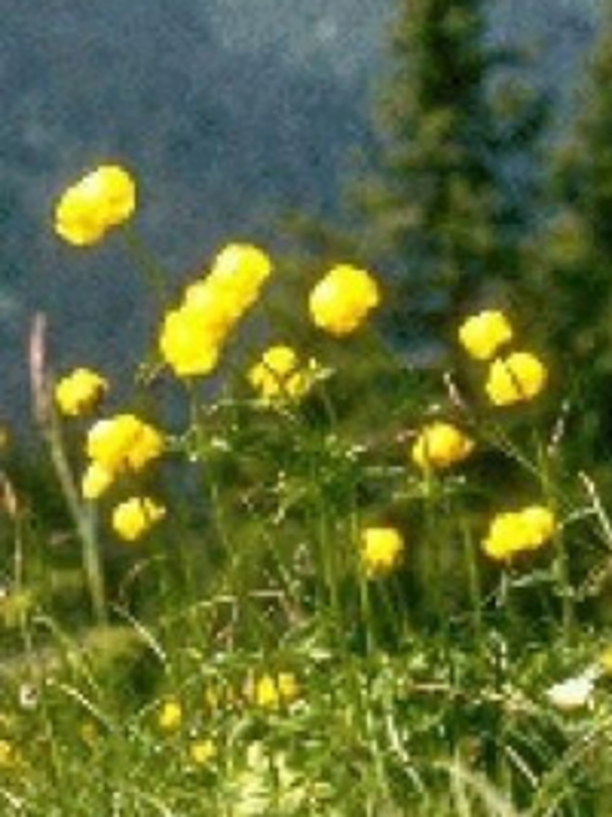 kogelboterbloem trollius