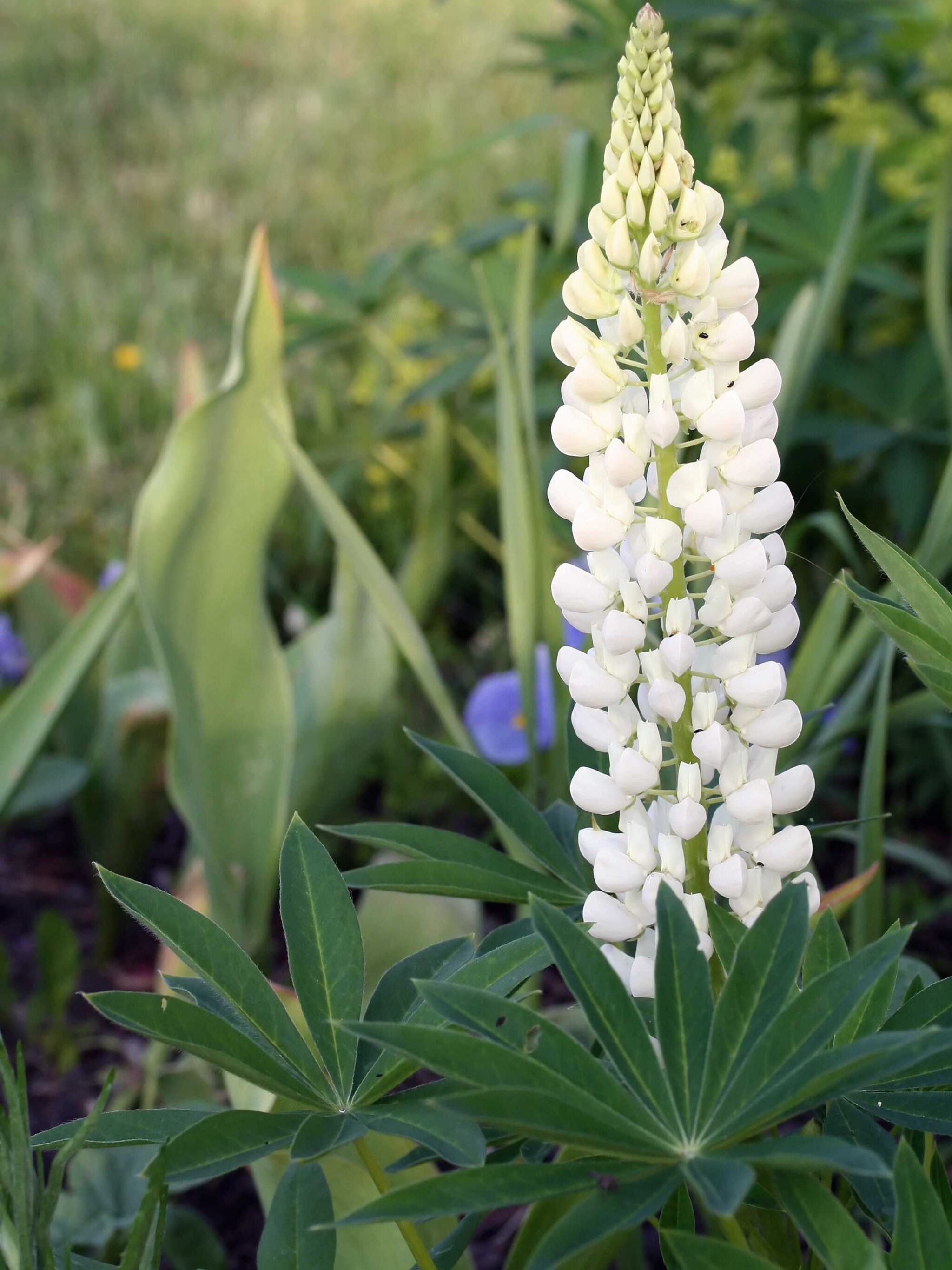 lupine noble maiden