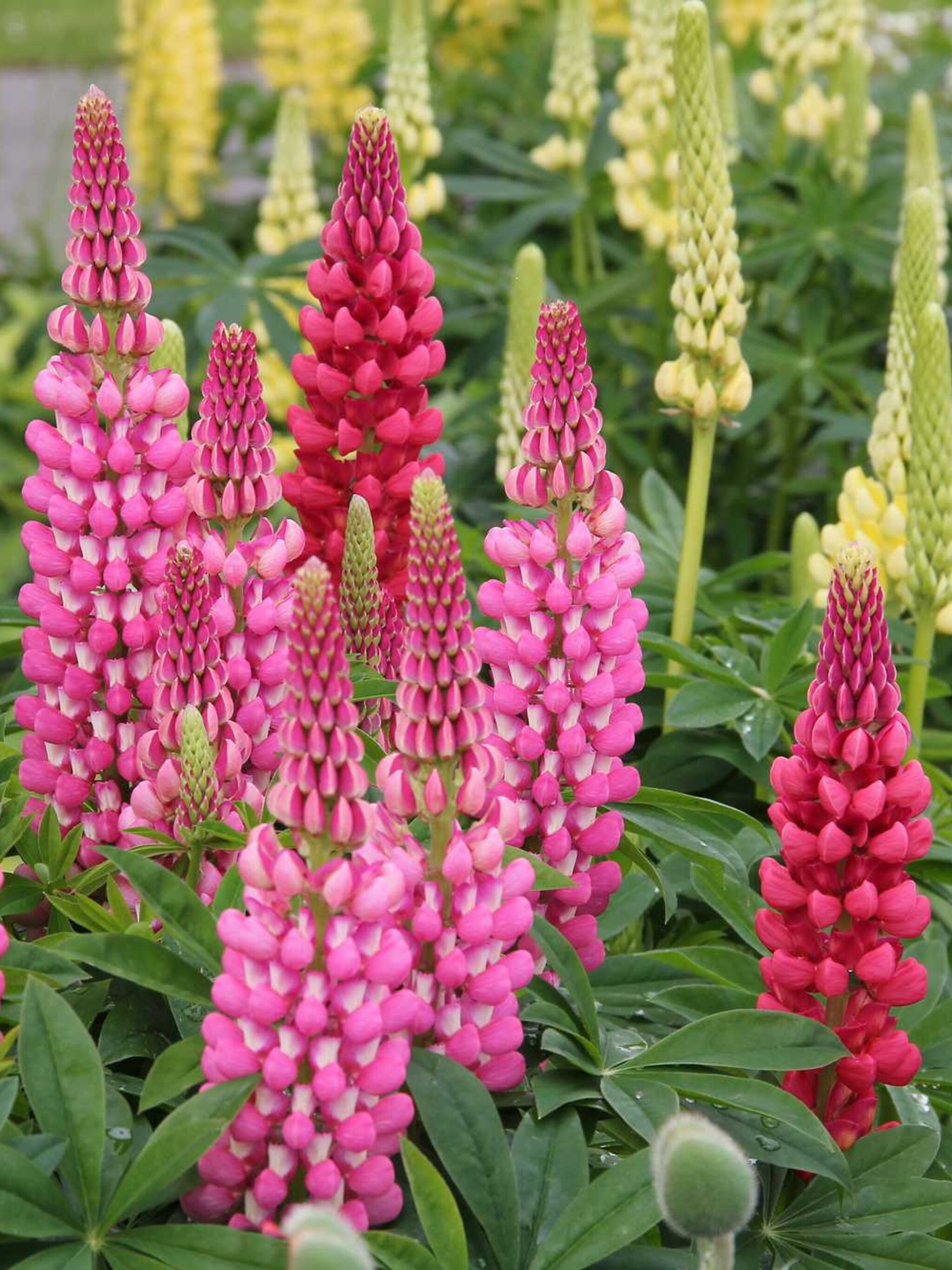 lupine lupinus hybride