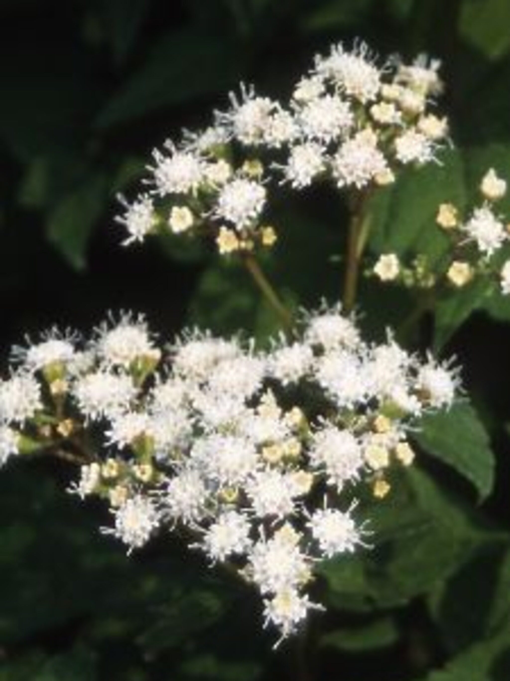 leverkruid eupatorium rugosum