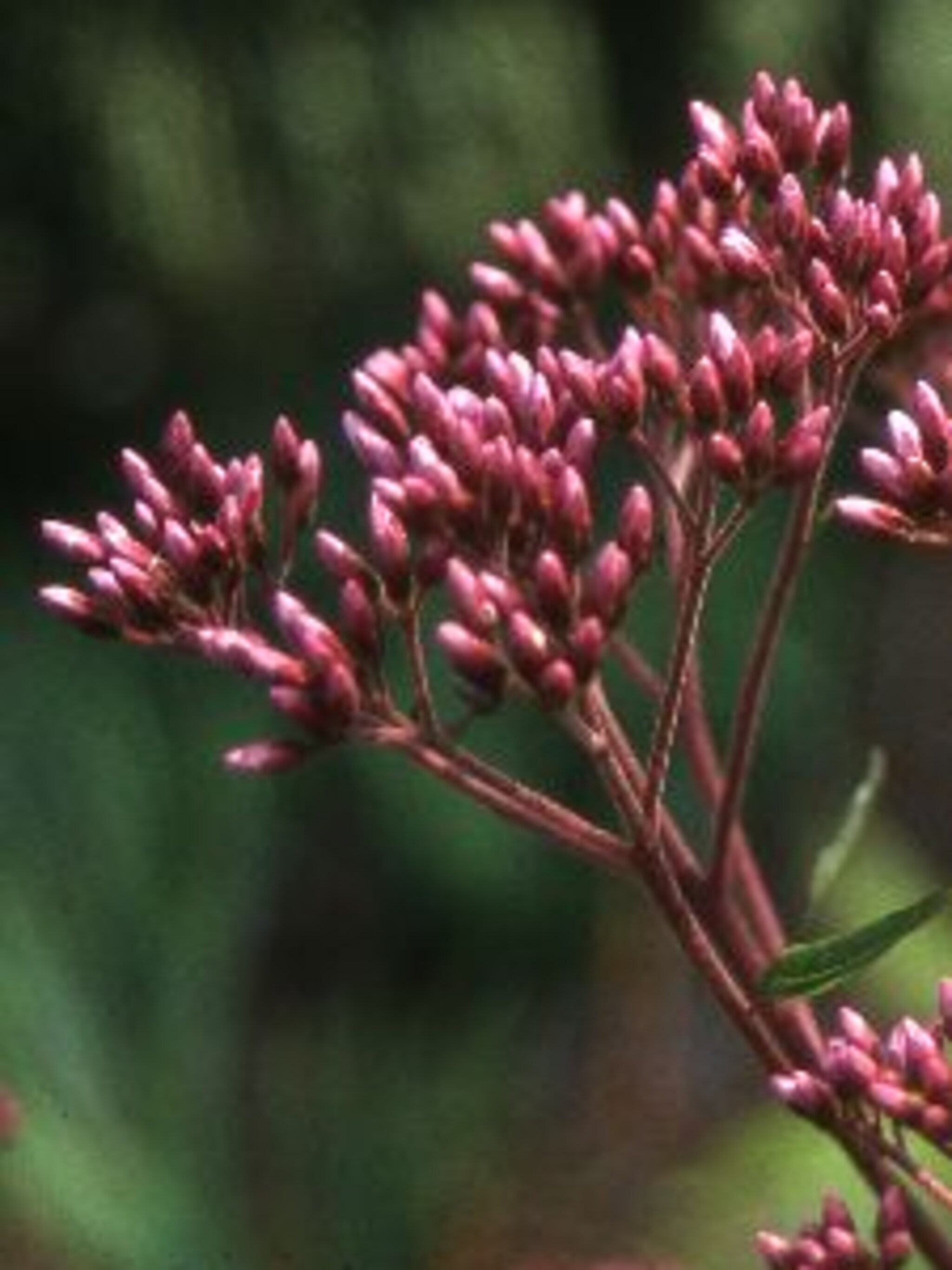 leverkruid eupatorium purpureum
