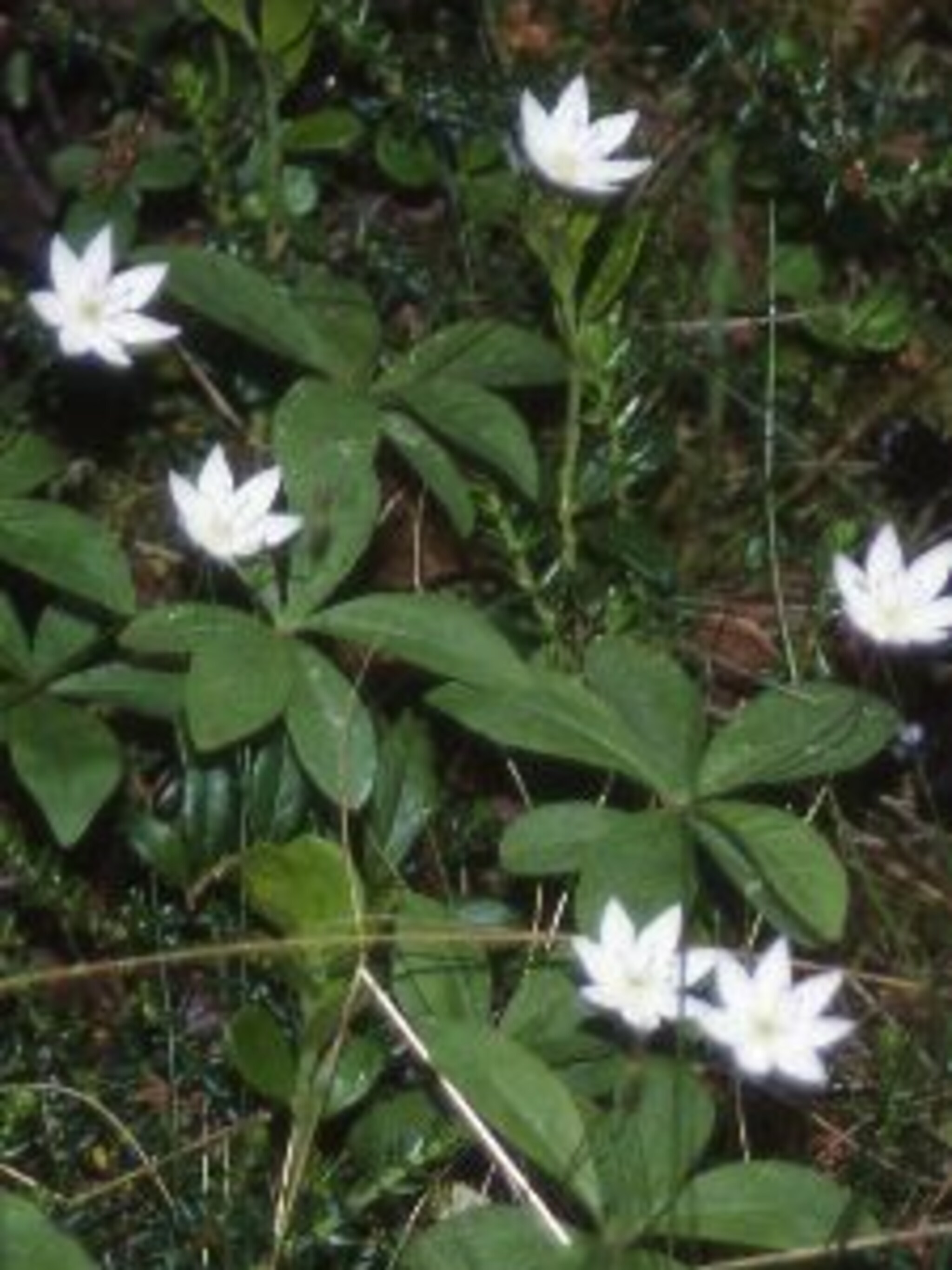 kogelboterbloem trollius europaeus