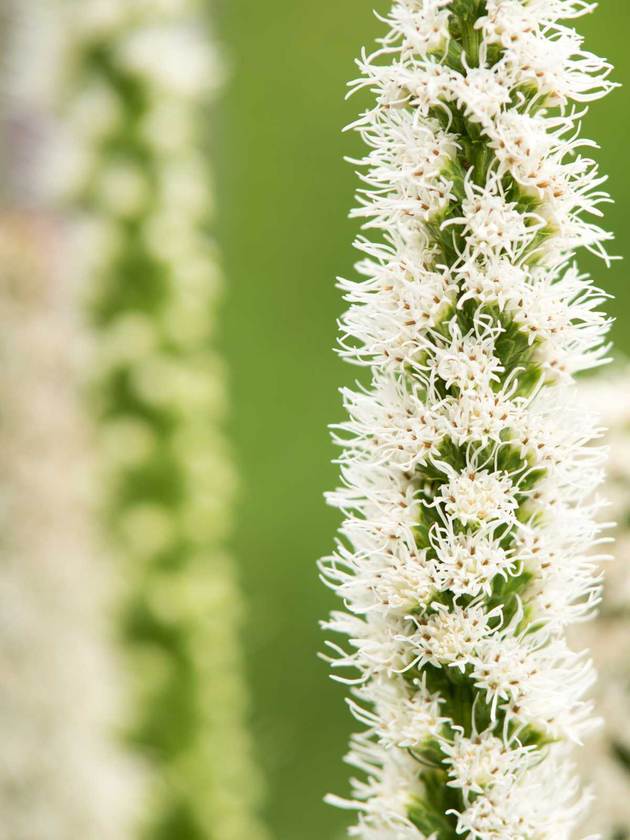 liatris floristan weiss