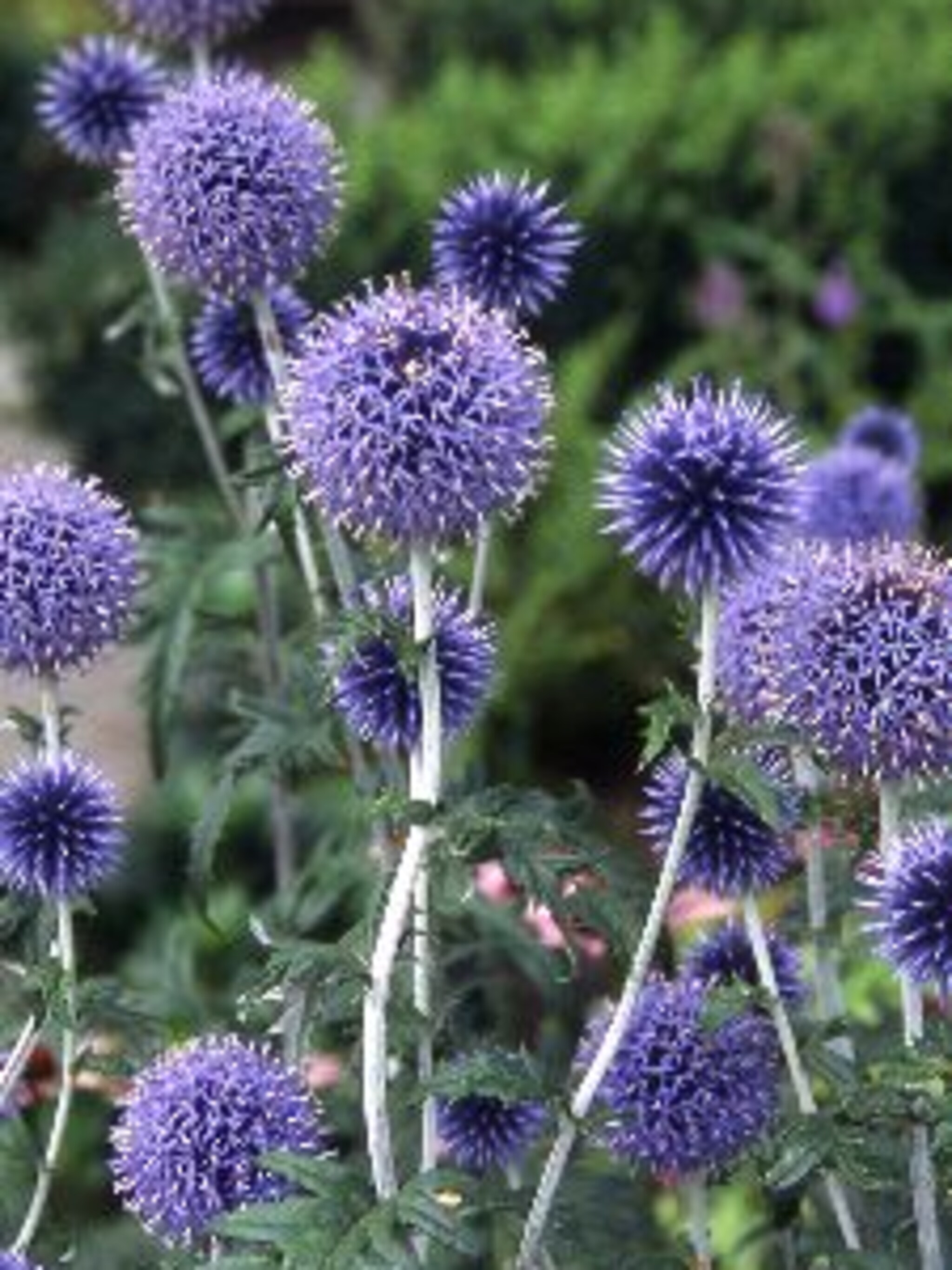 kogeldistel veitch s blue