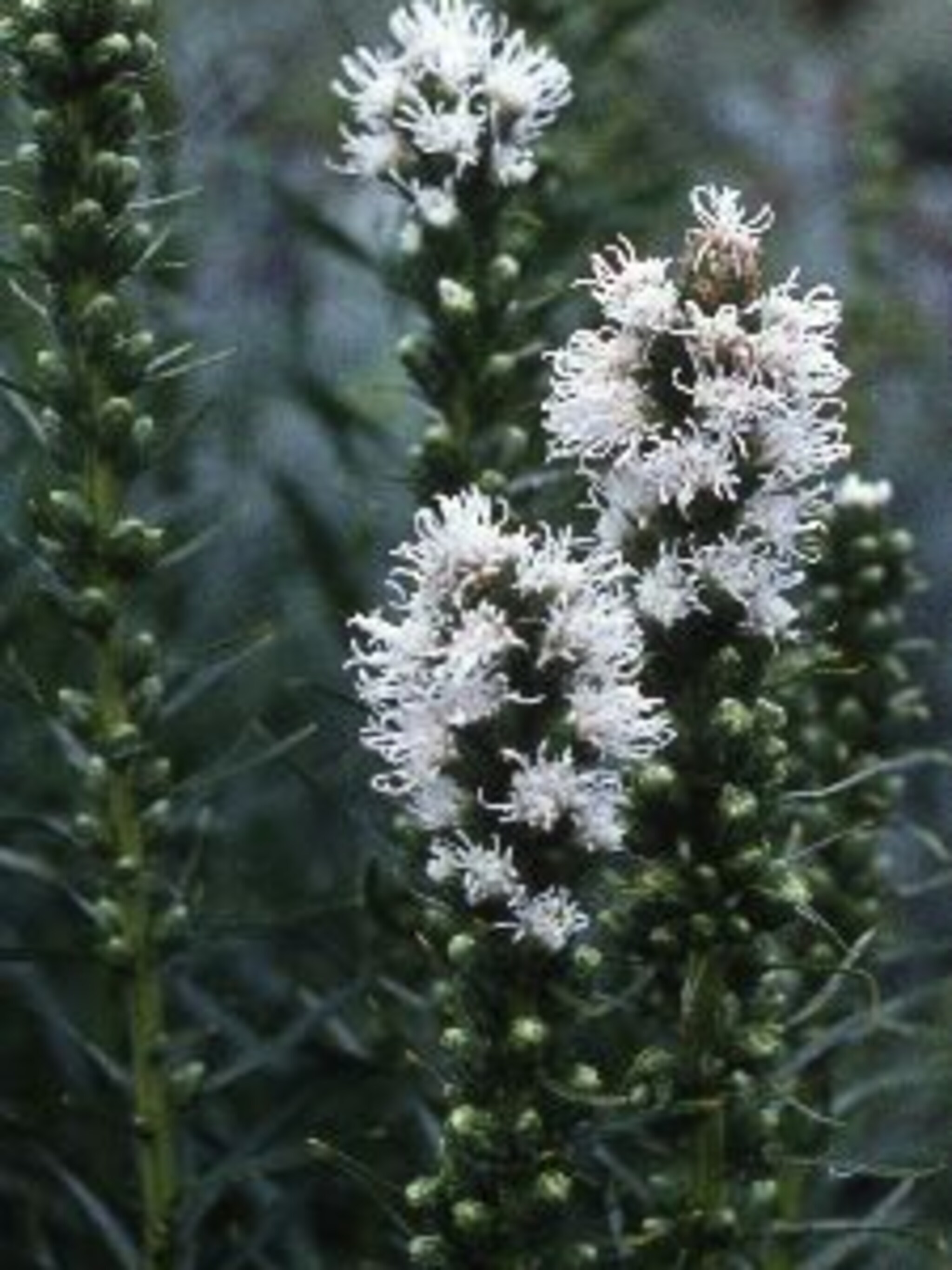 liatris alba