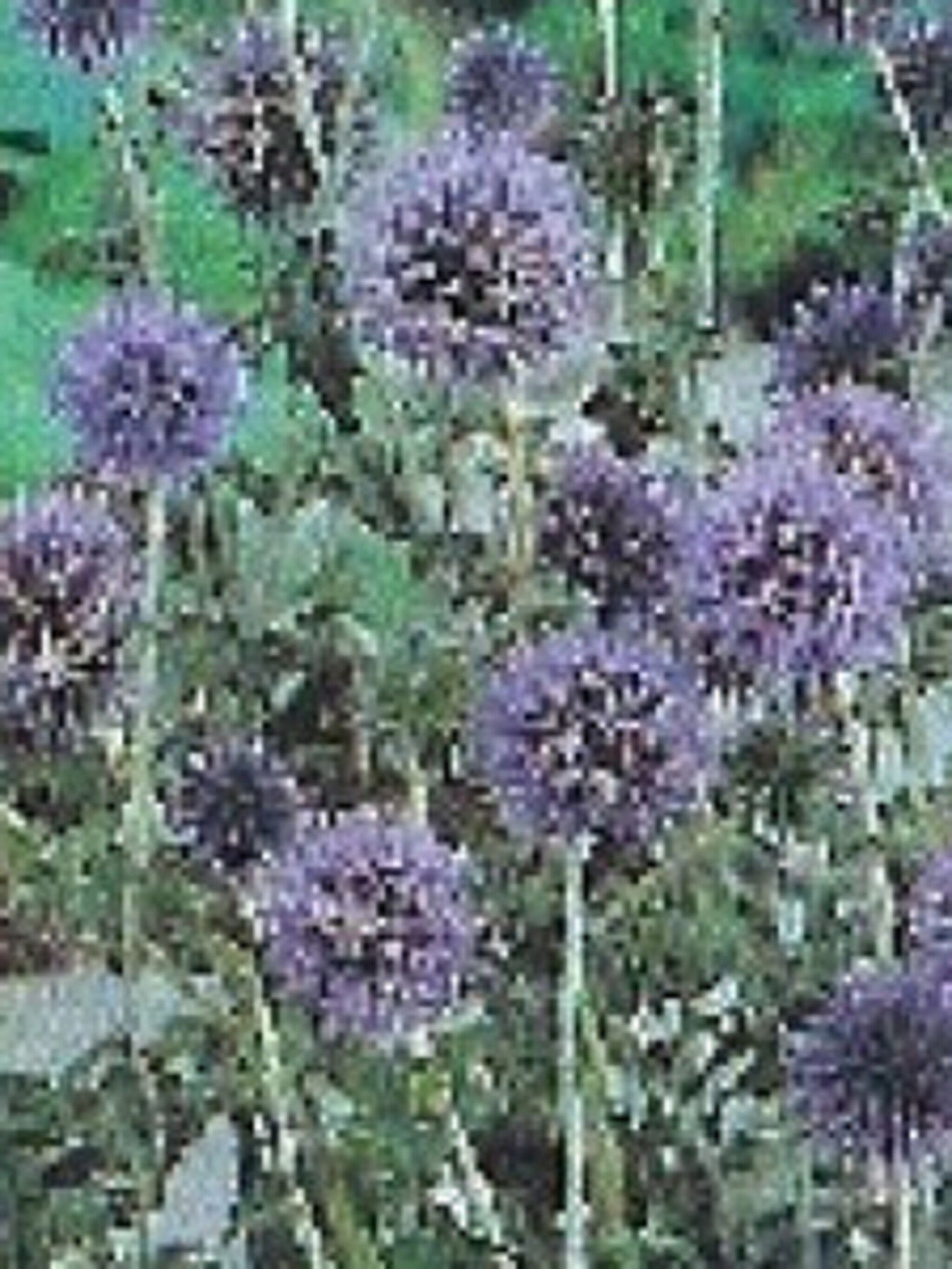 kogeldistel blue globe