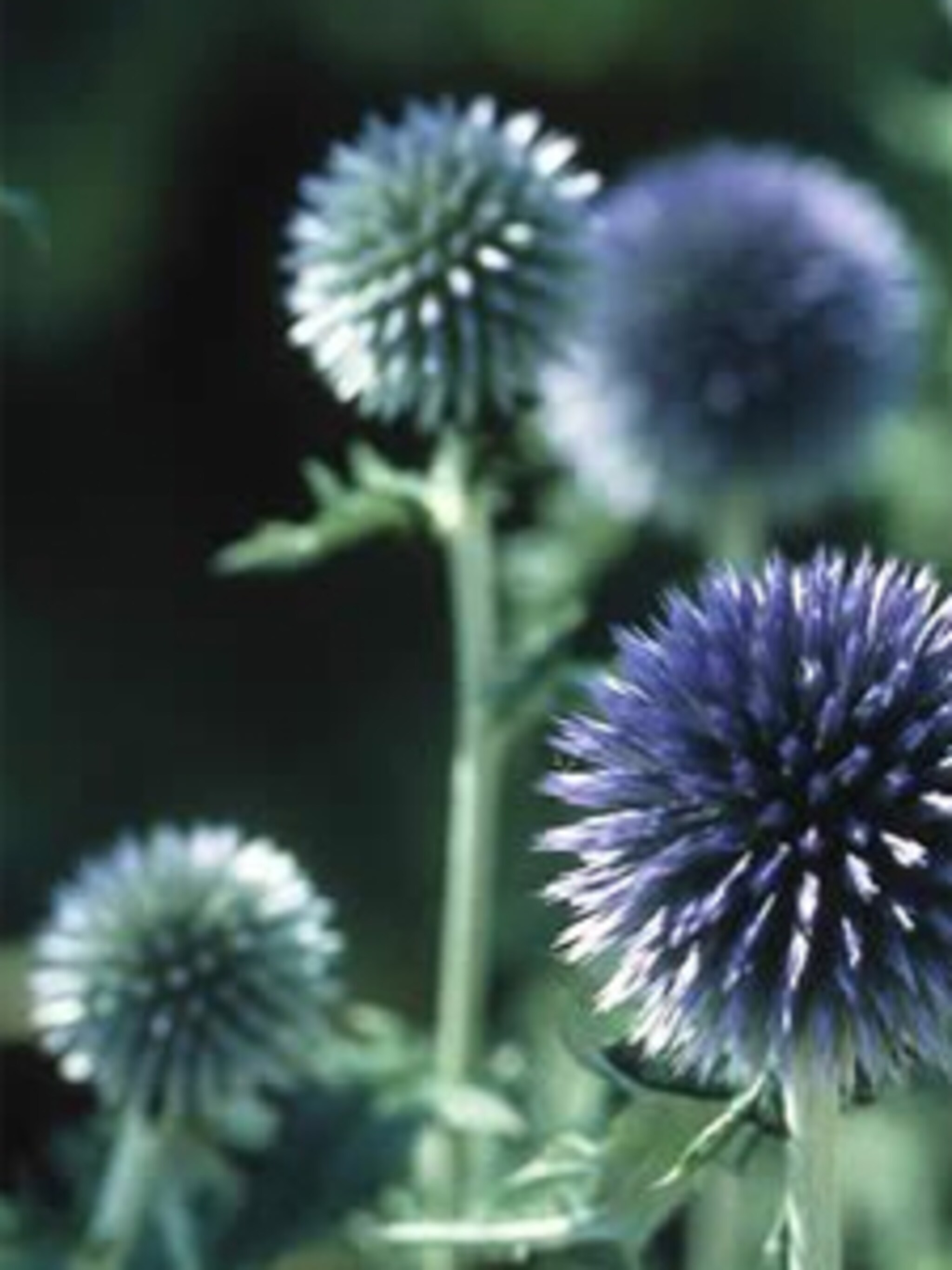 kogeldistel taplow blue