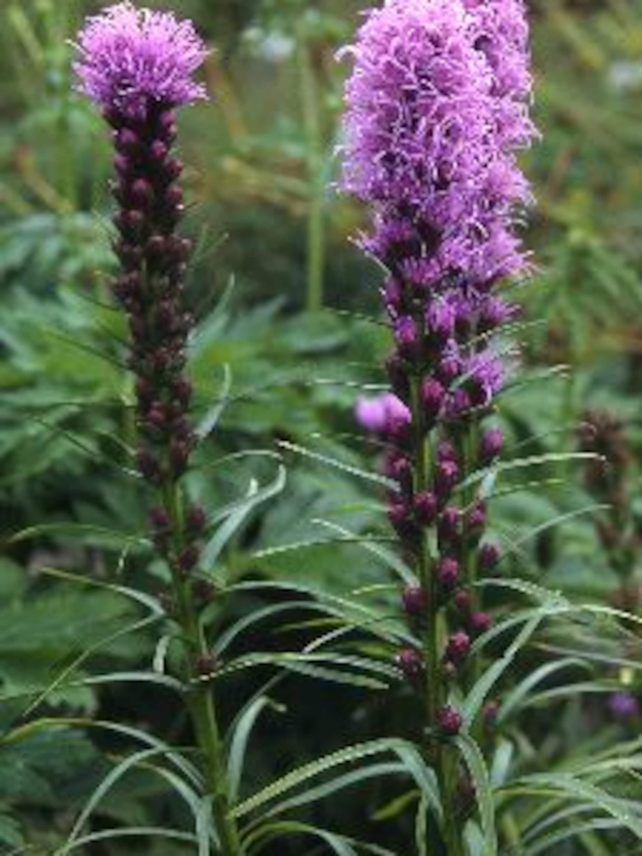liatris kobold