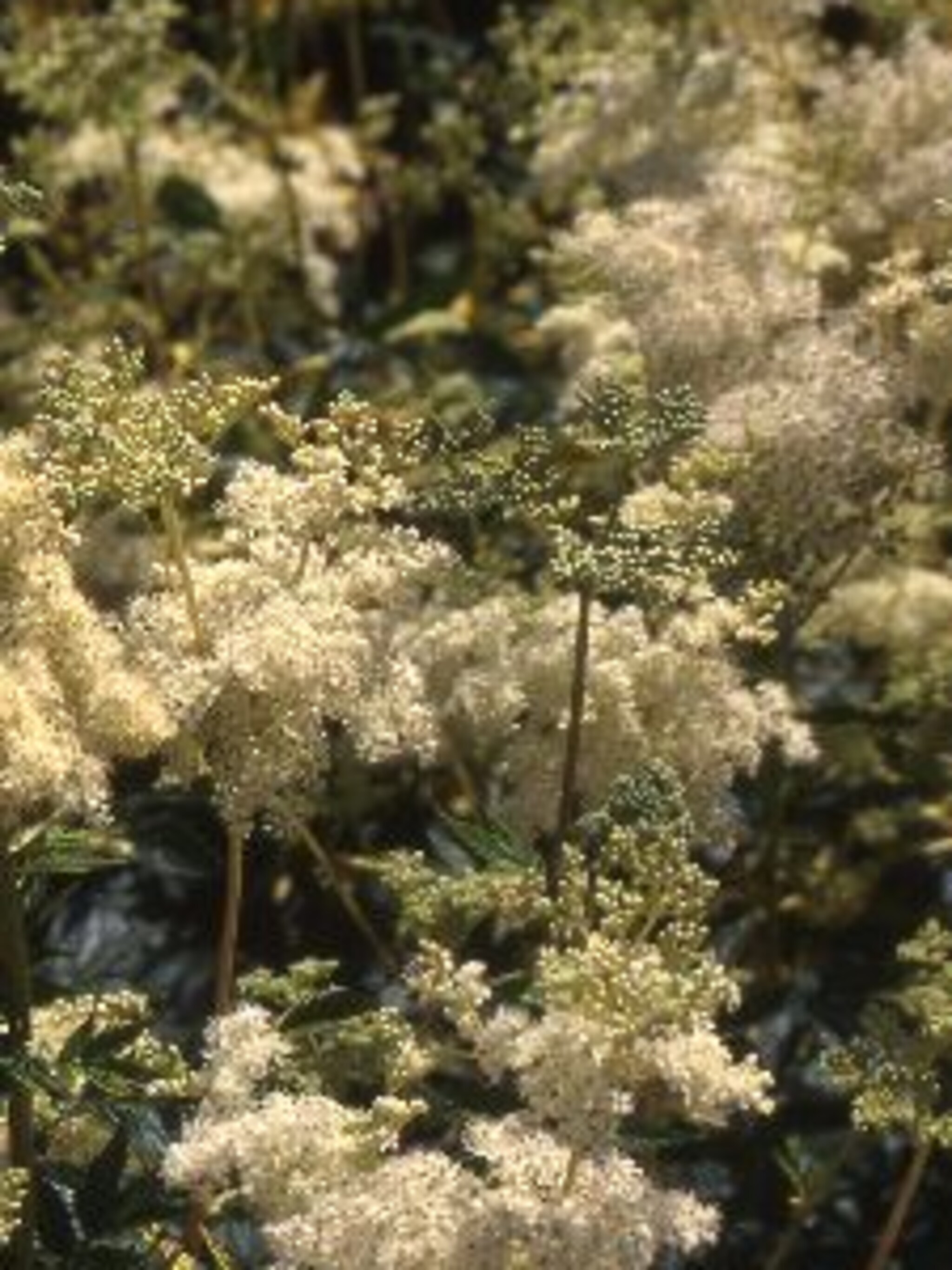 moerasspirea variegata