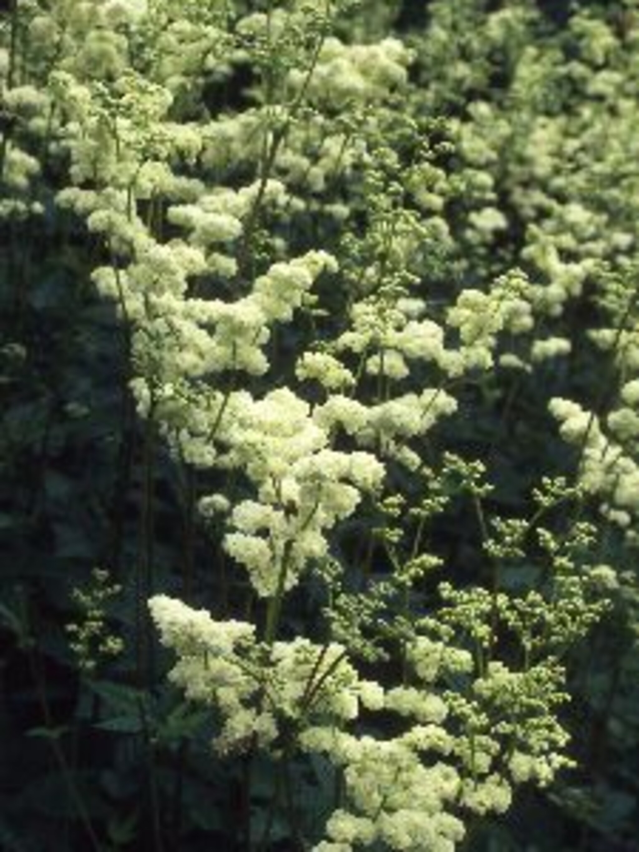 moerasspirea plena