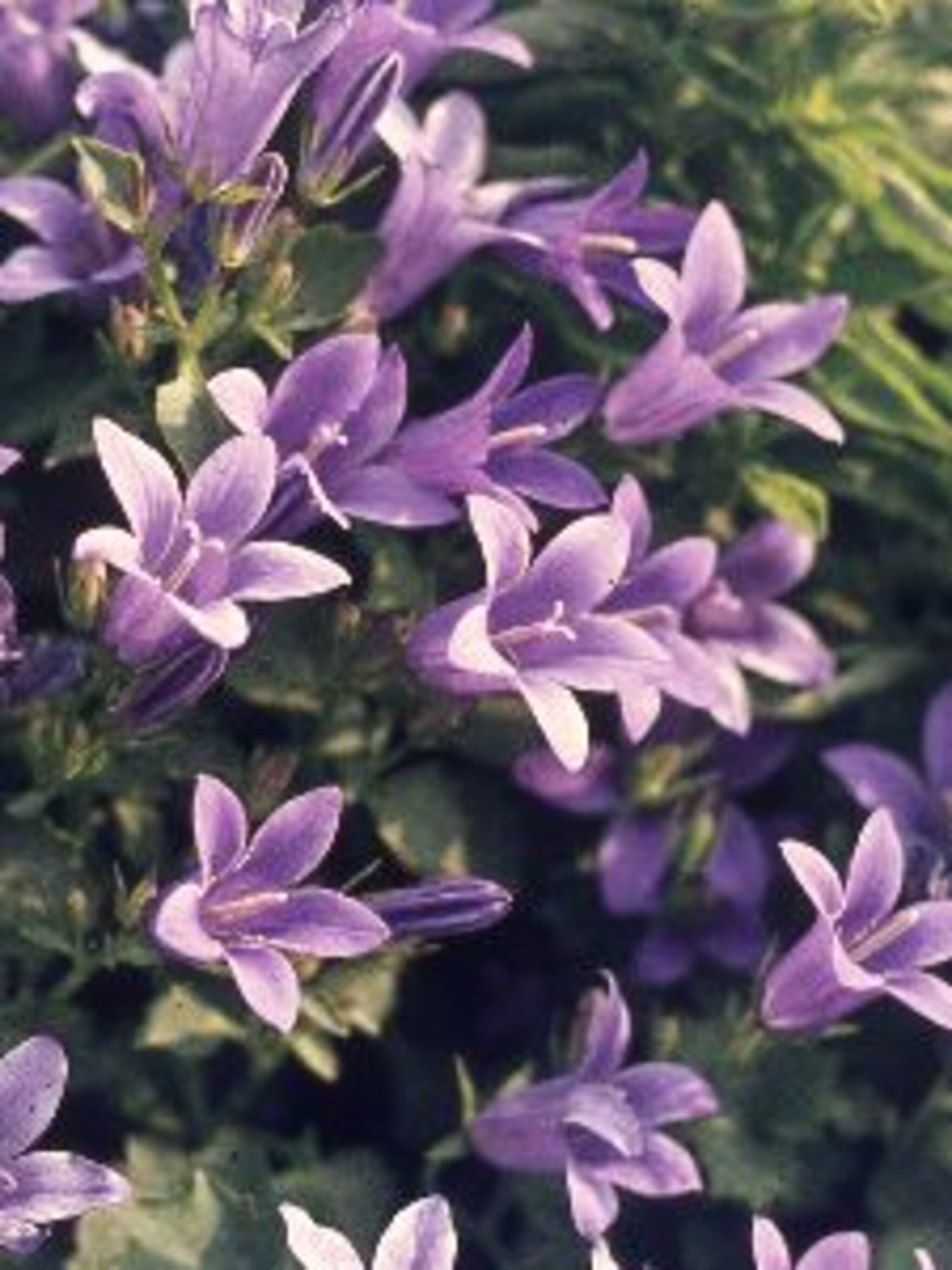 kruipende klokjesbloem campanula poscharskyana