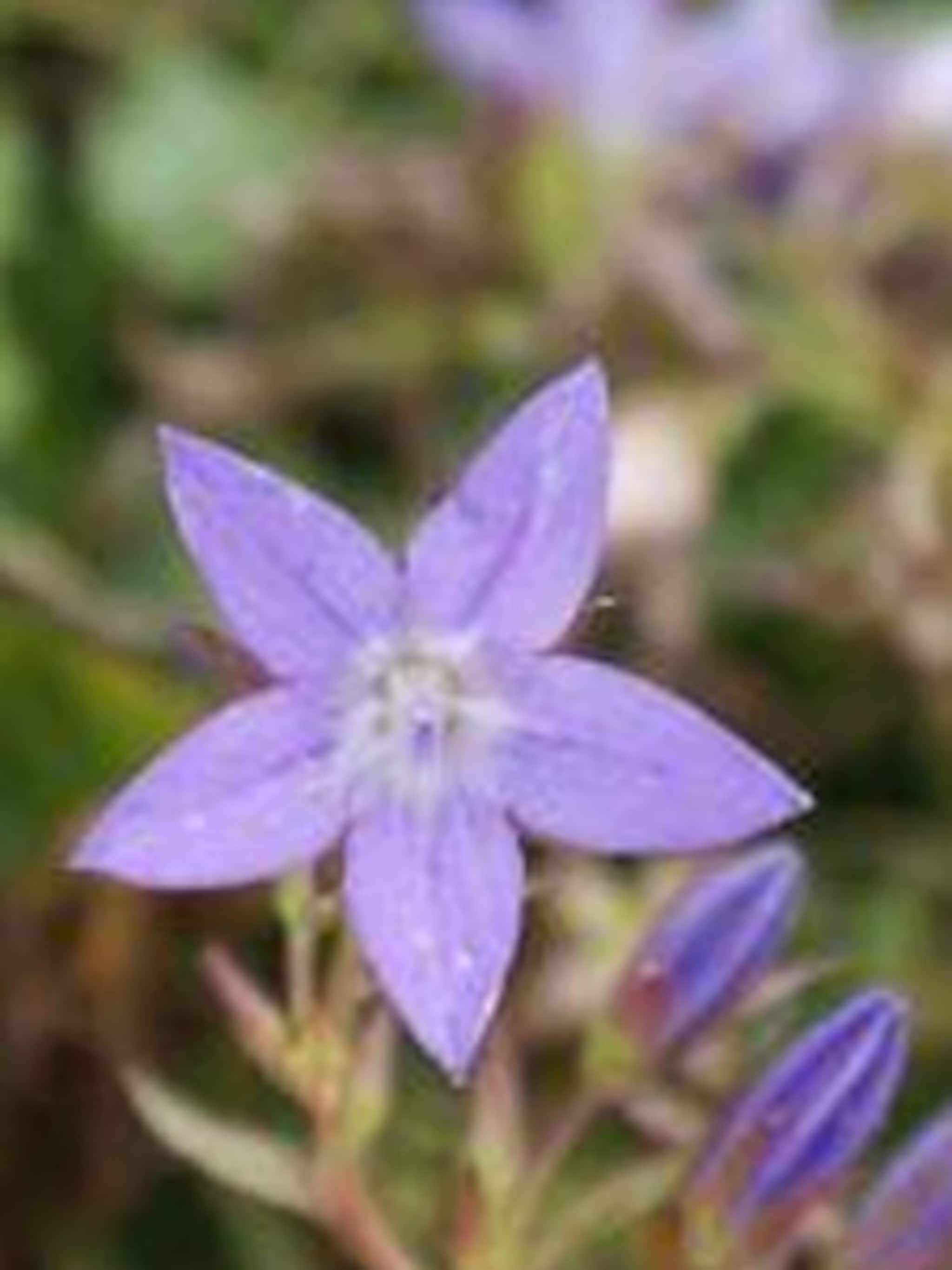 kruipende klokjesbloem stella