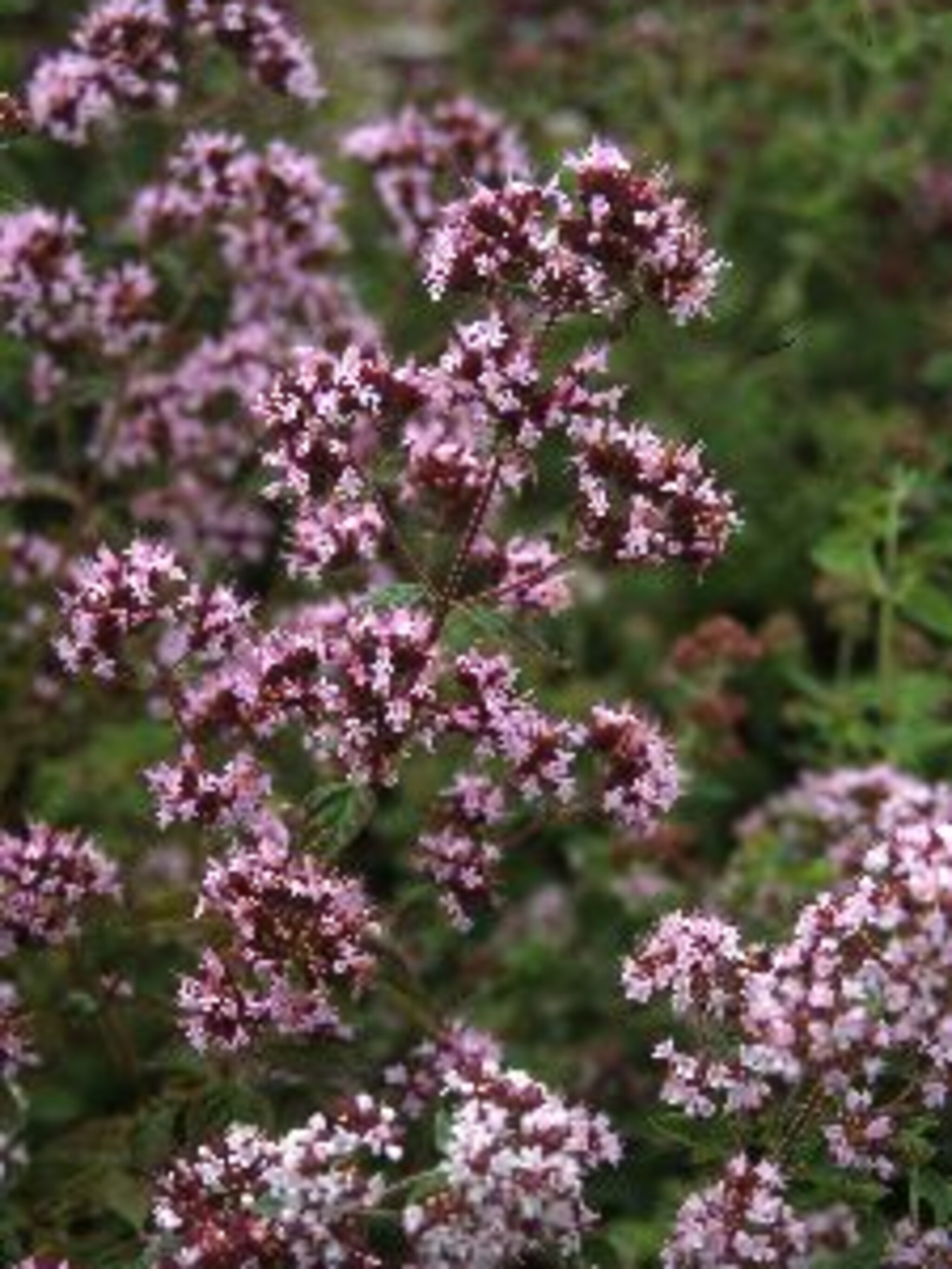 marjolein thumble s variety