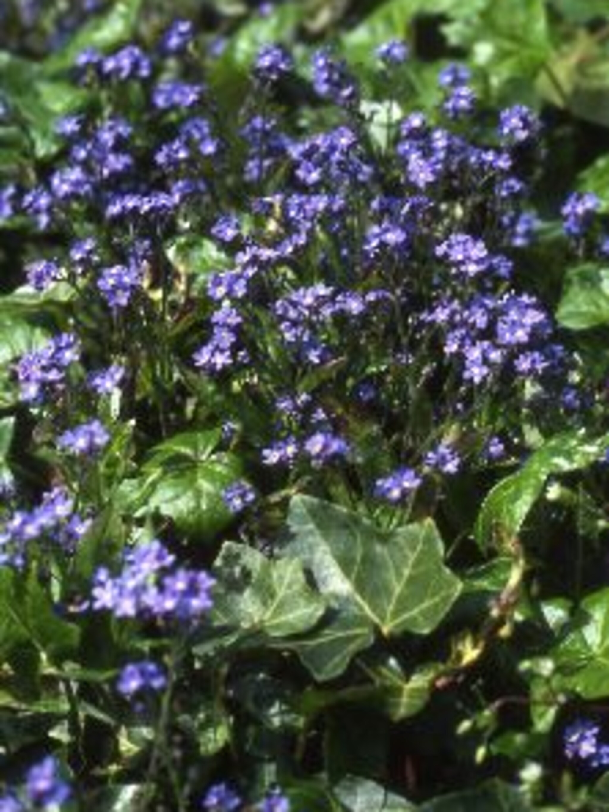moerasvergeet mij nietje myosotis palustris