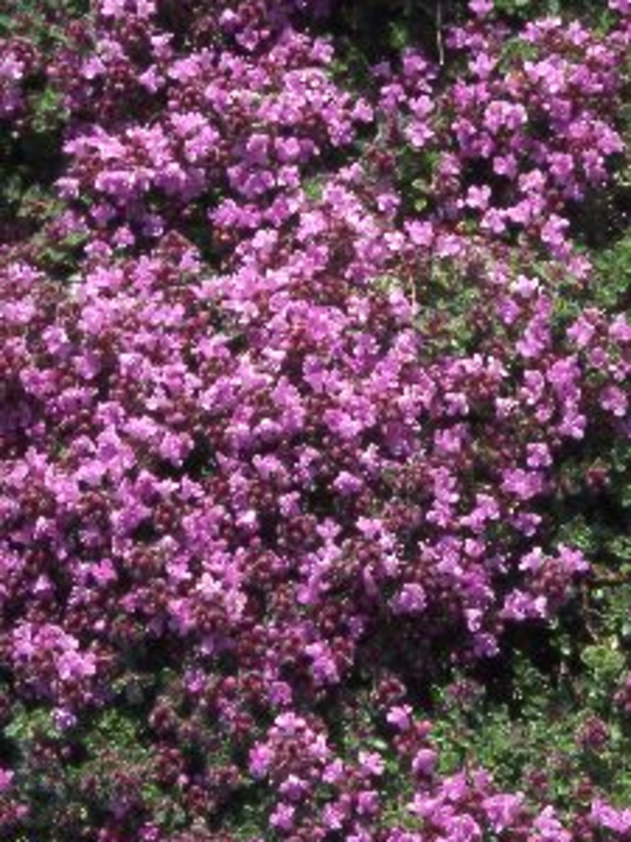 kruiptijm hall s variety