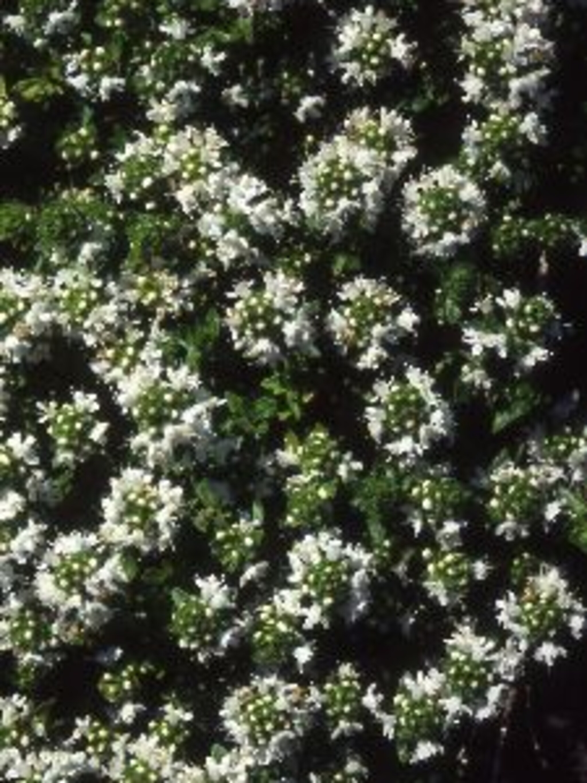 kruiptijm albiflorus