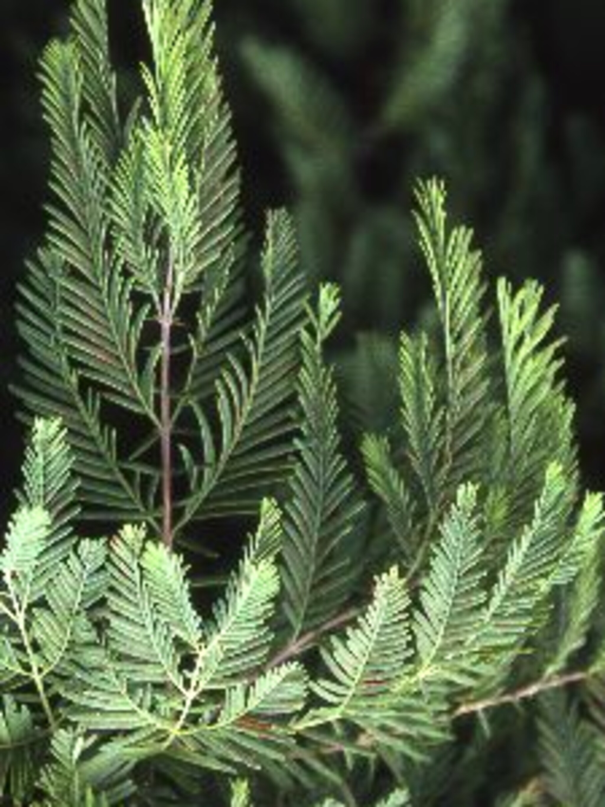 metasequoia