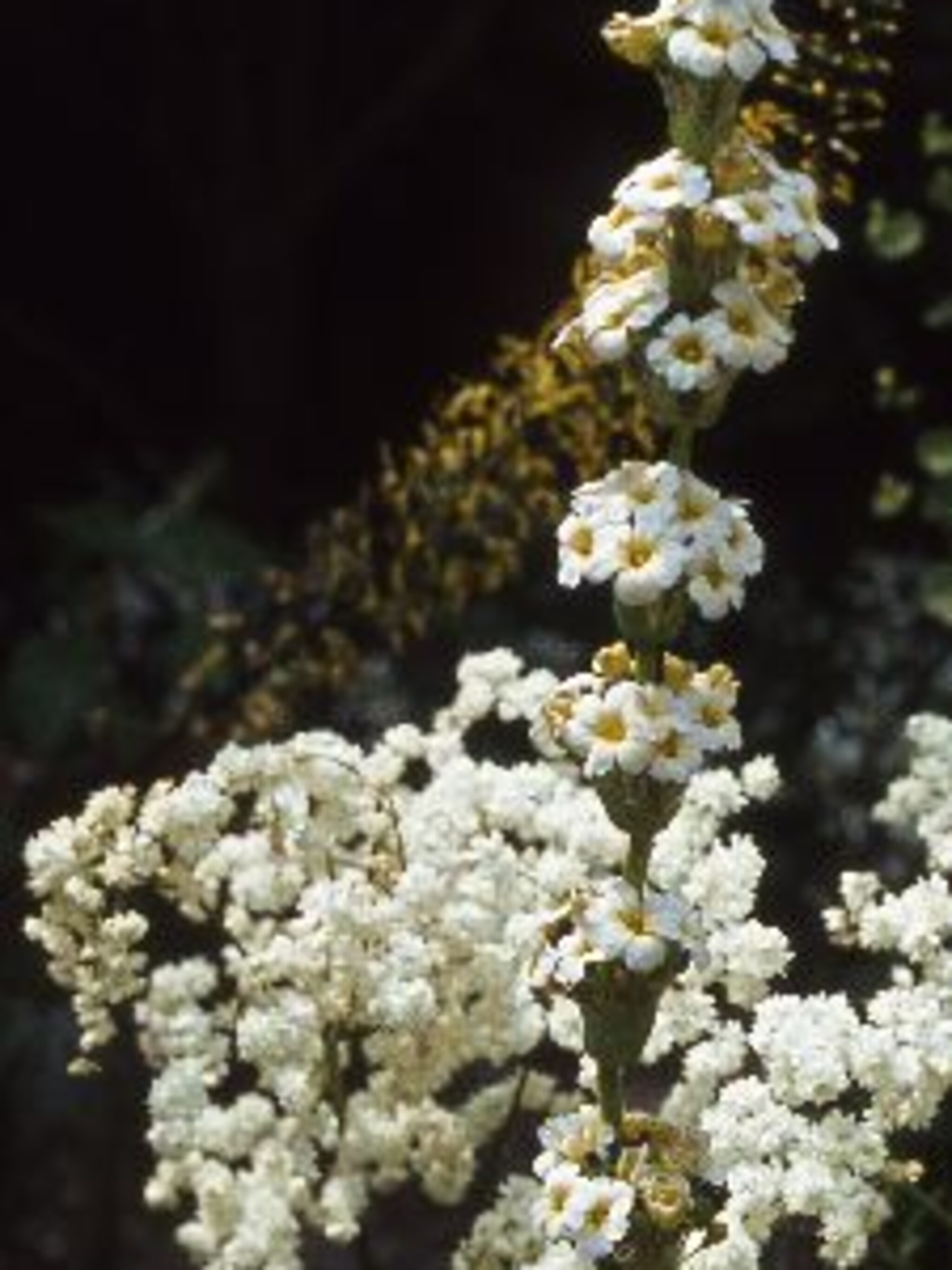 bieslelie sisyrinchium striatum