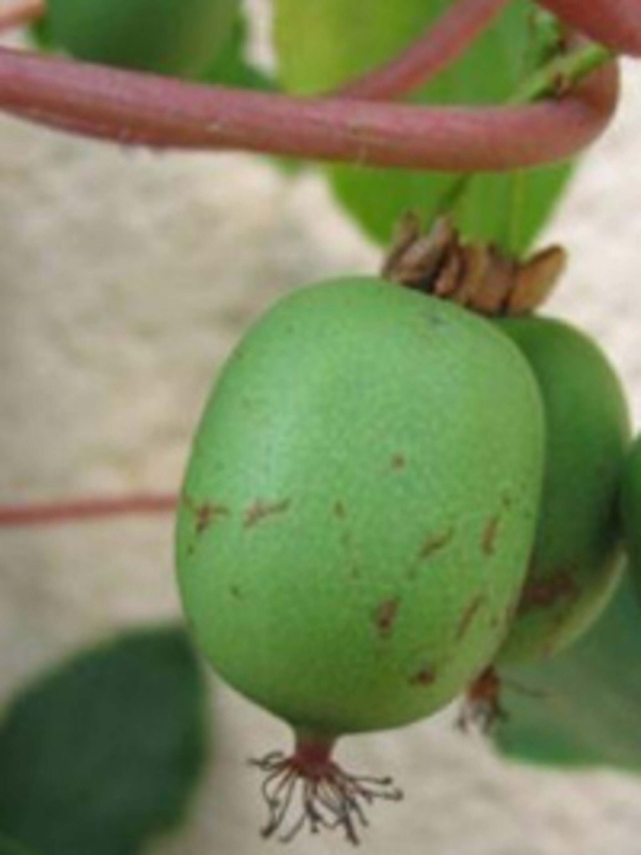kiwi issai