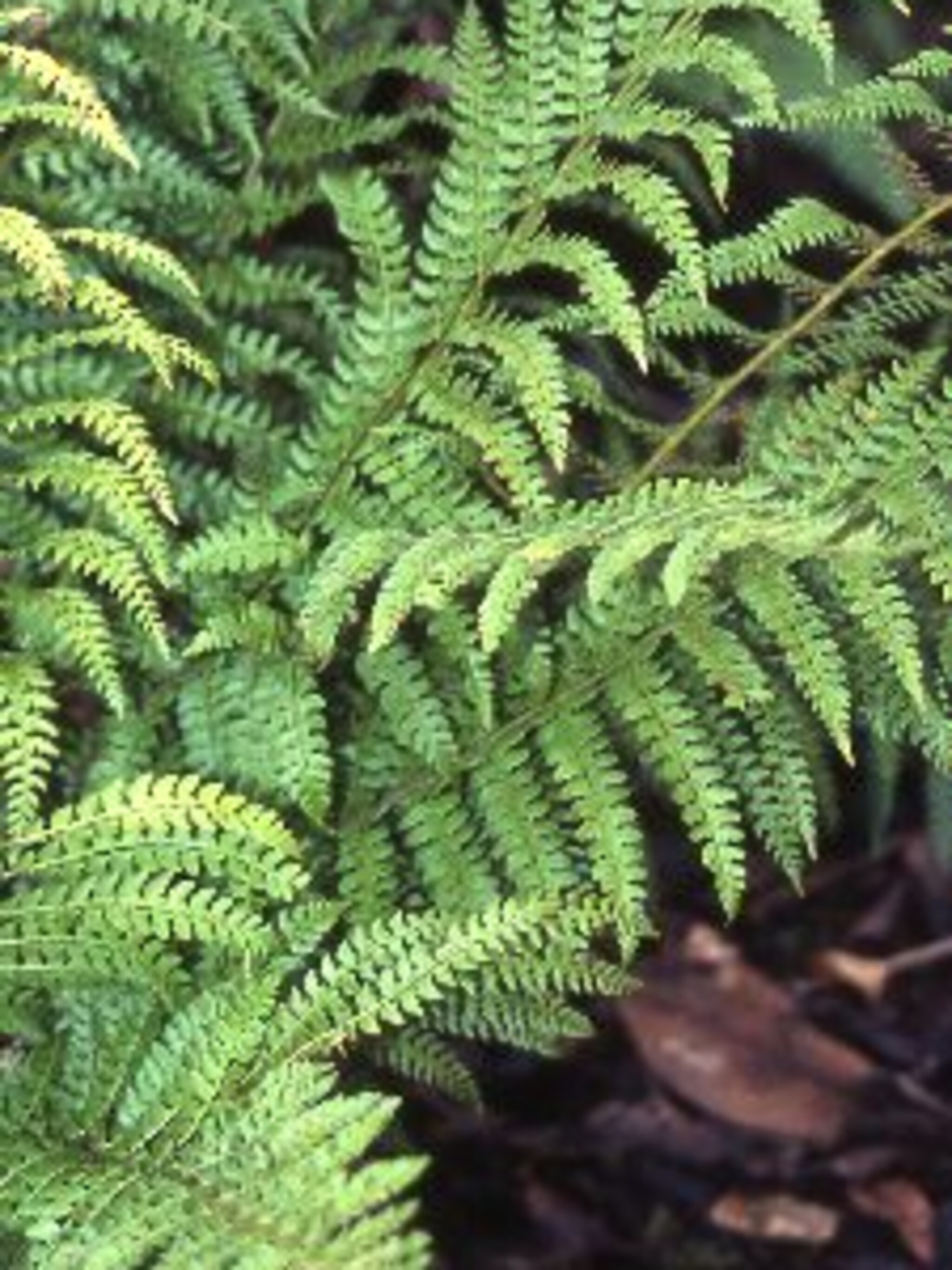 naaldvaren polysticum setiferum