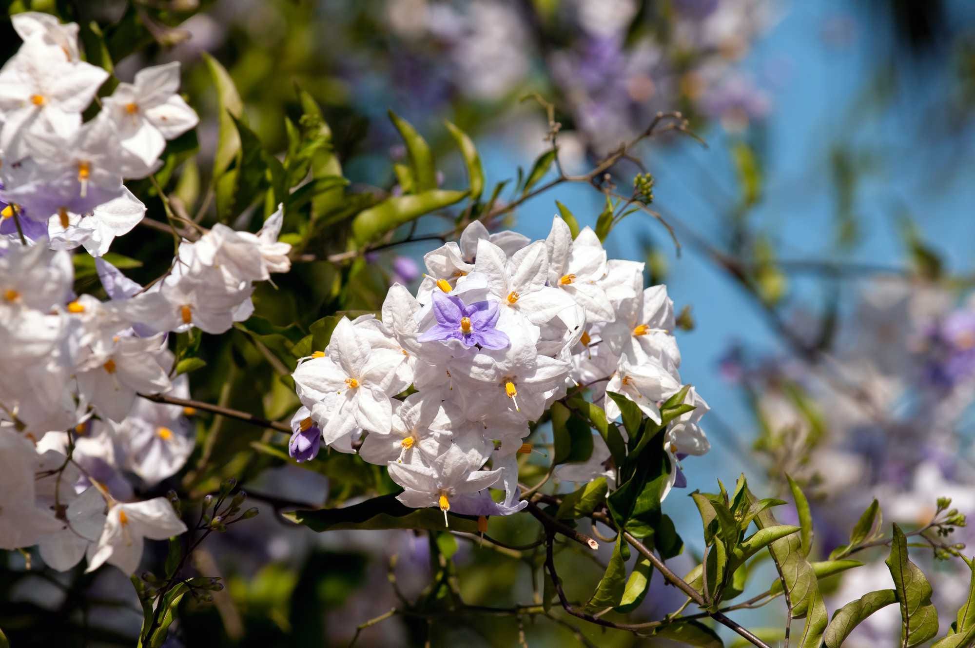 beeld vtwonen Shutterstock / kukuruxa