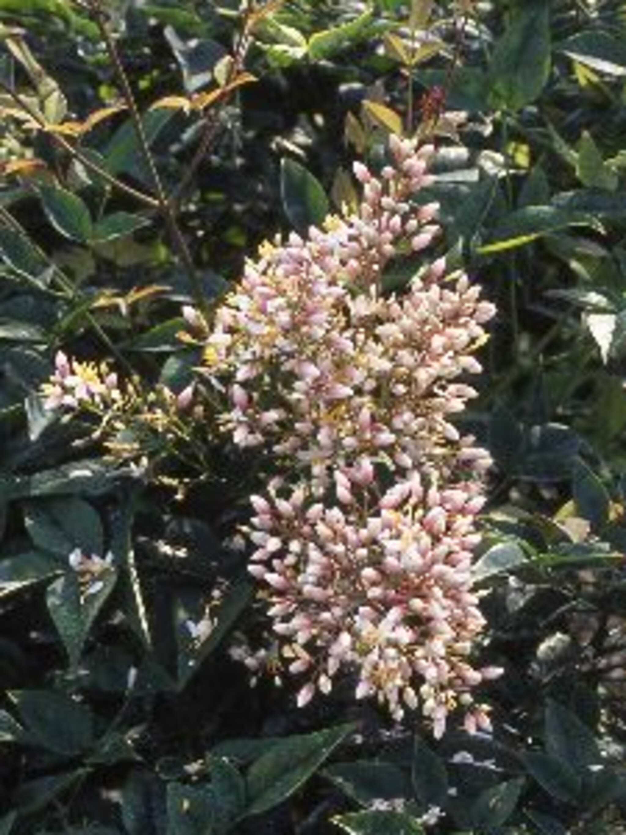 nandina nandina domestica