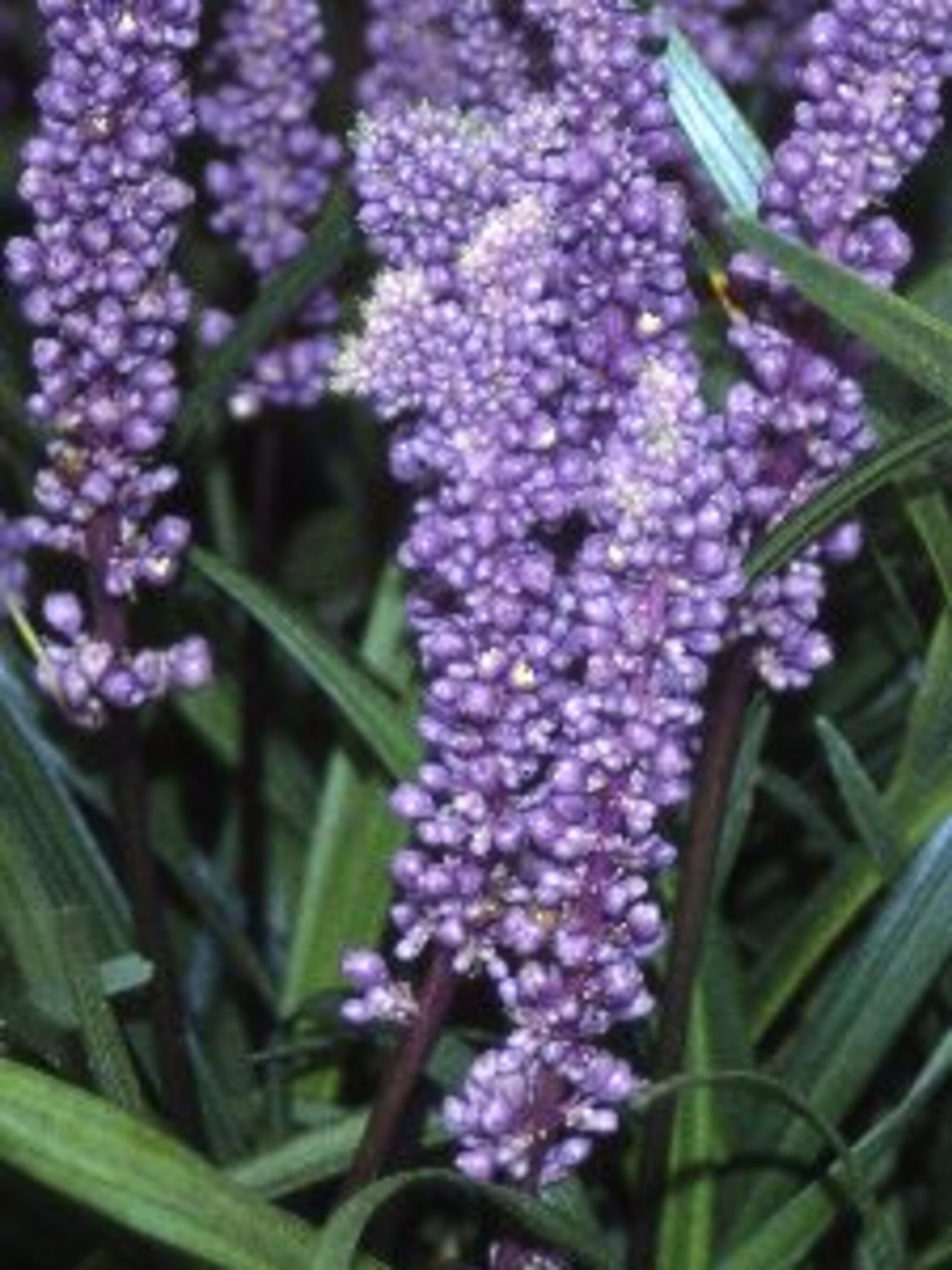 leliegras