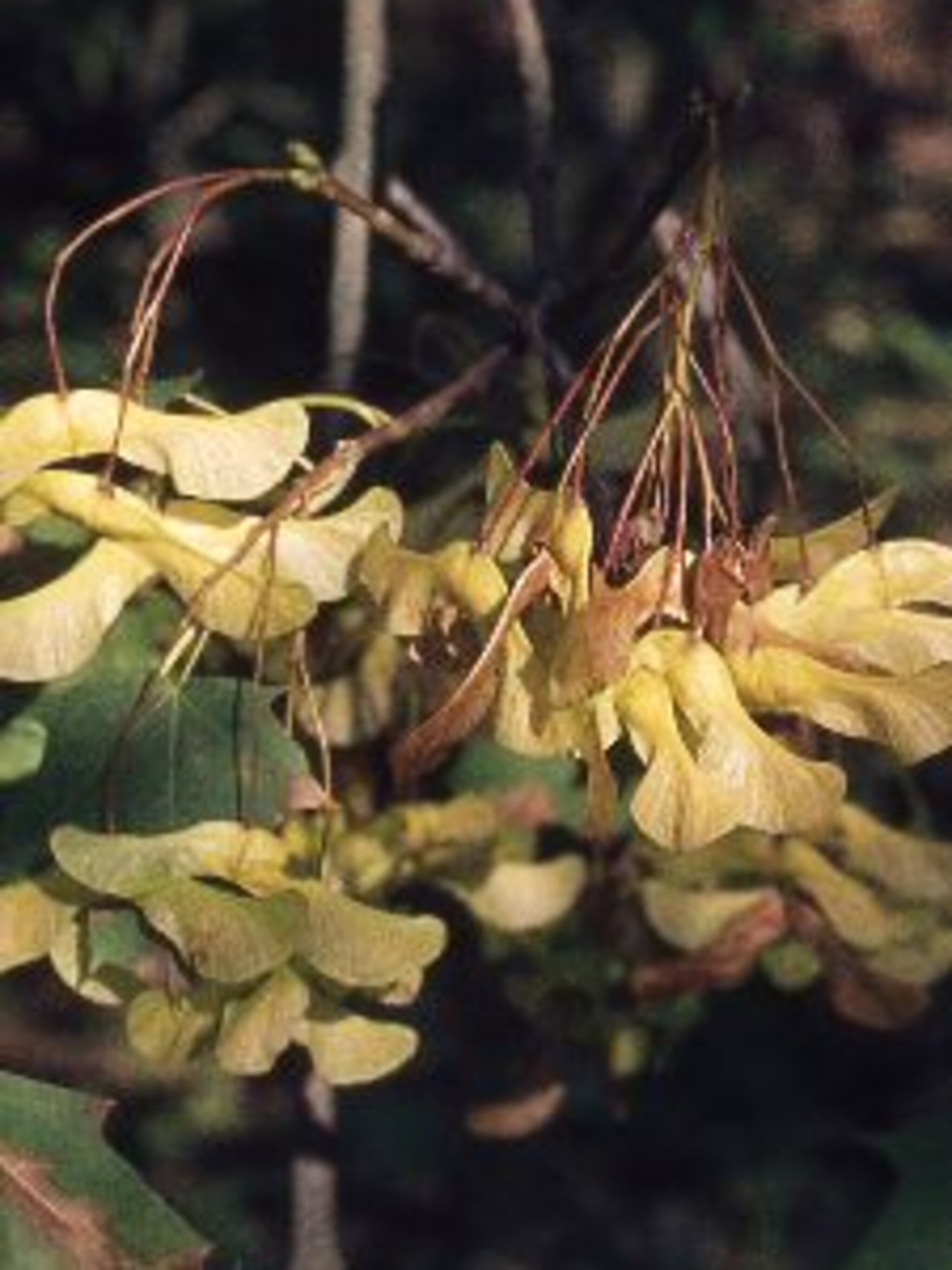 noorse esdoorn acer platanoides