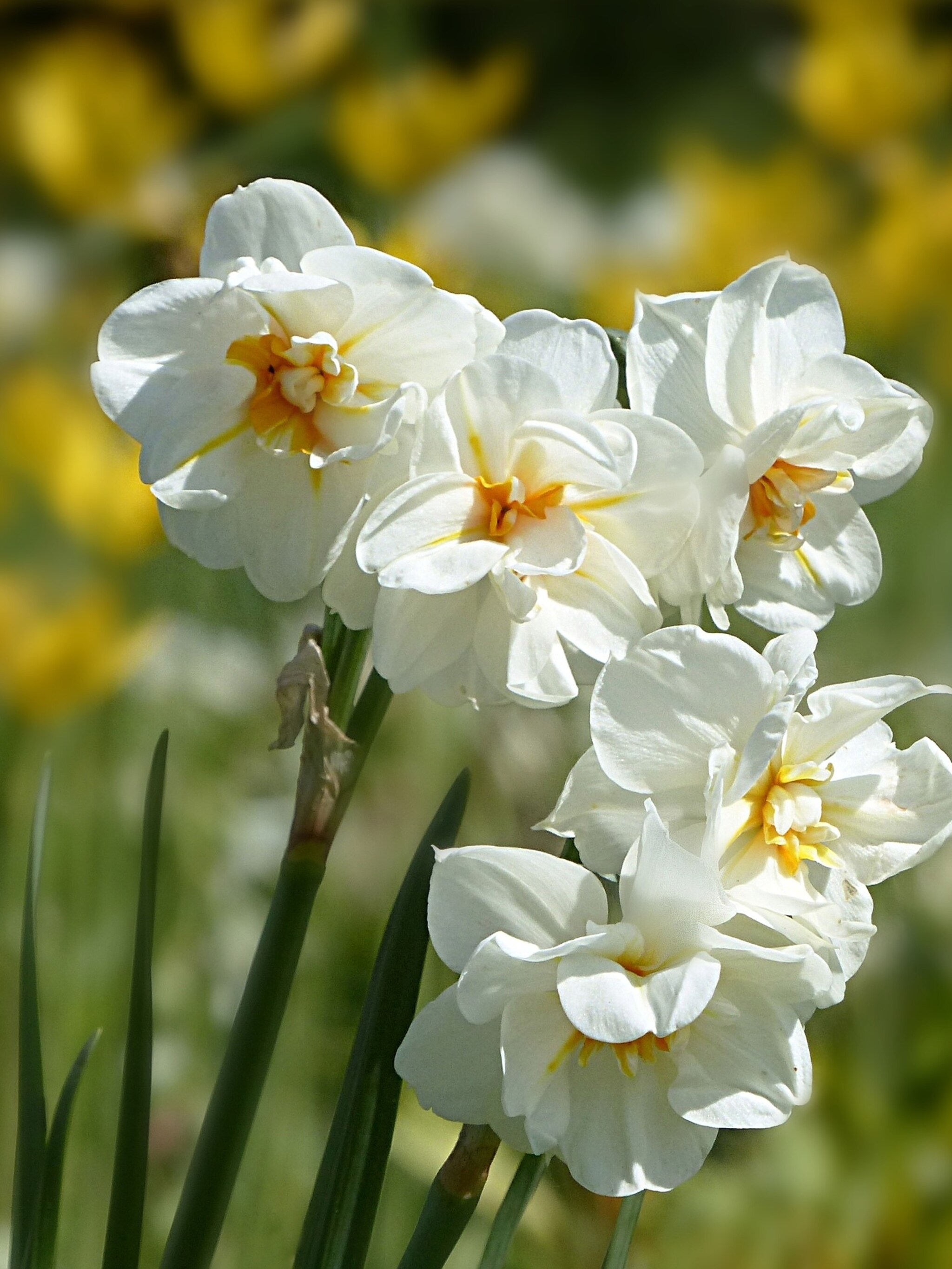 narcis thalia