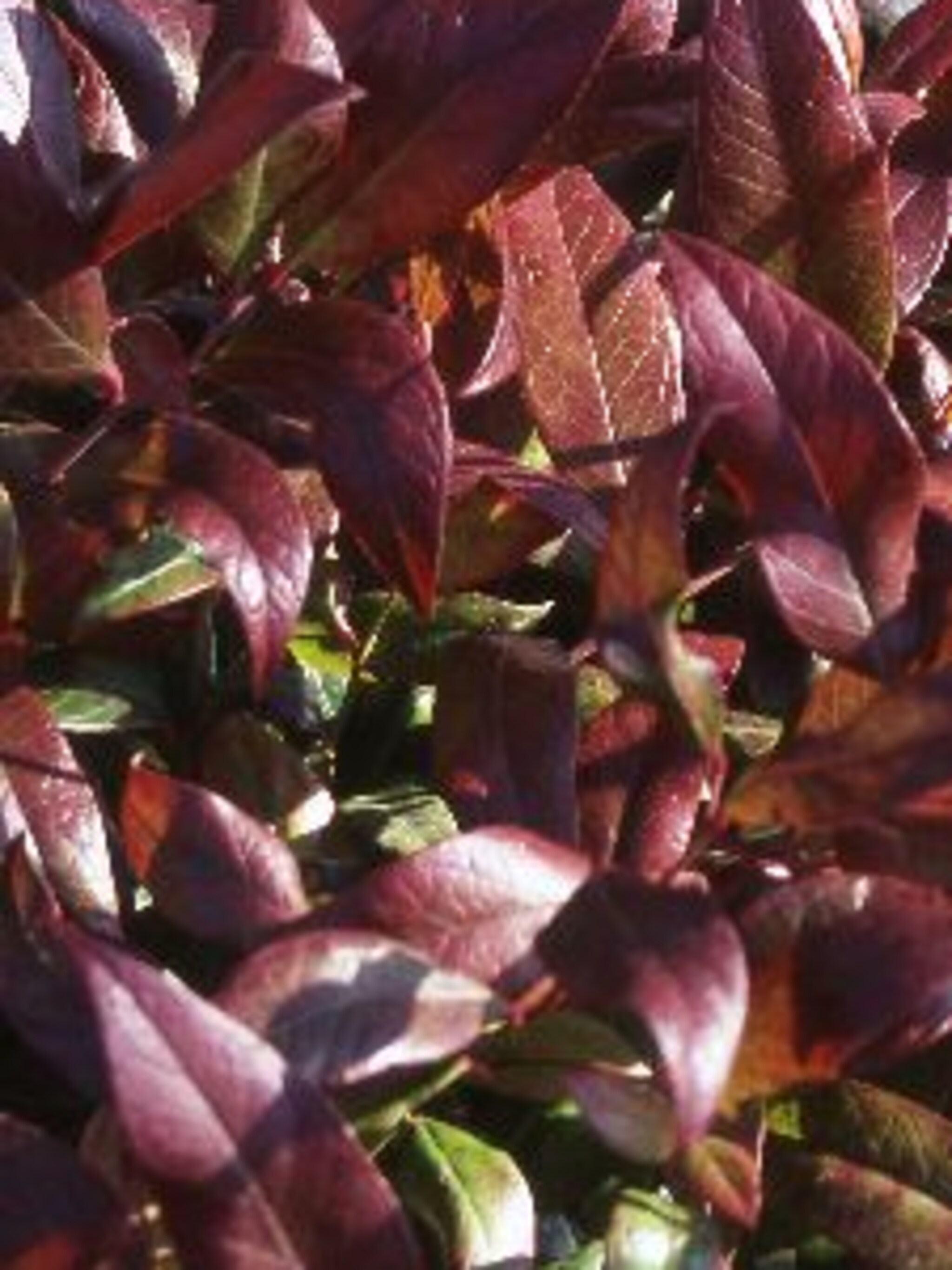 leucothoe zeblid