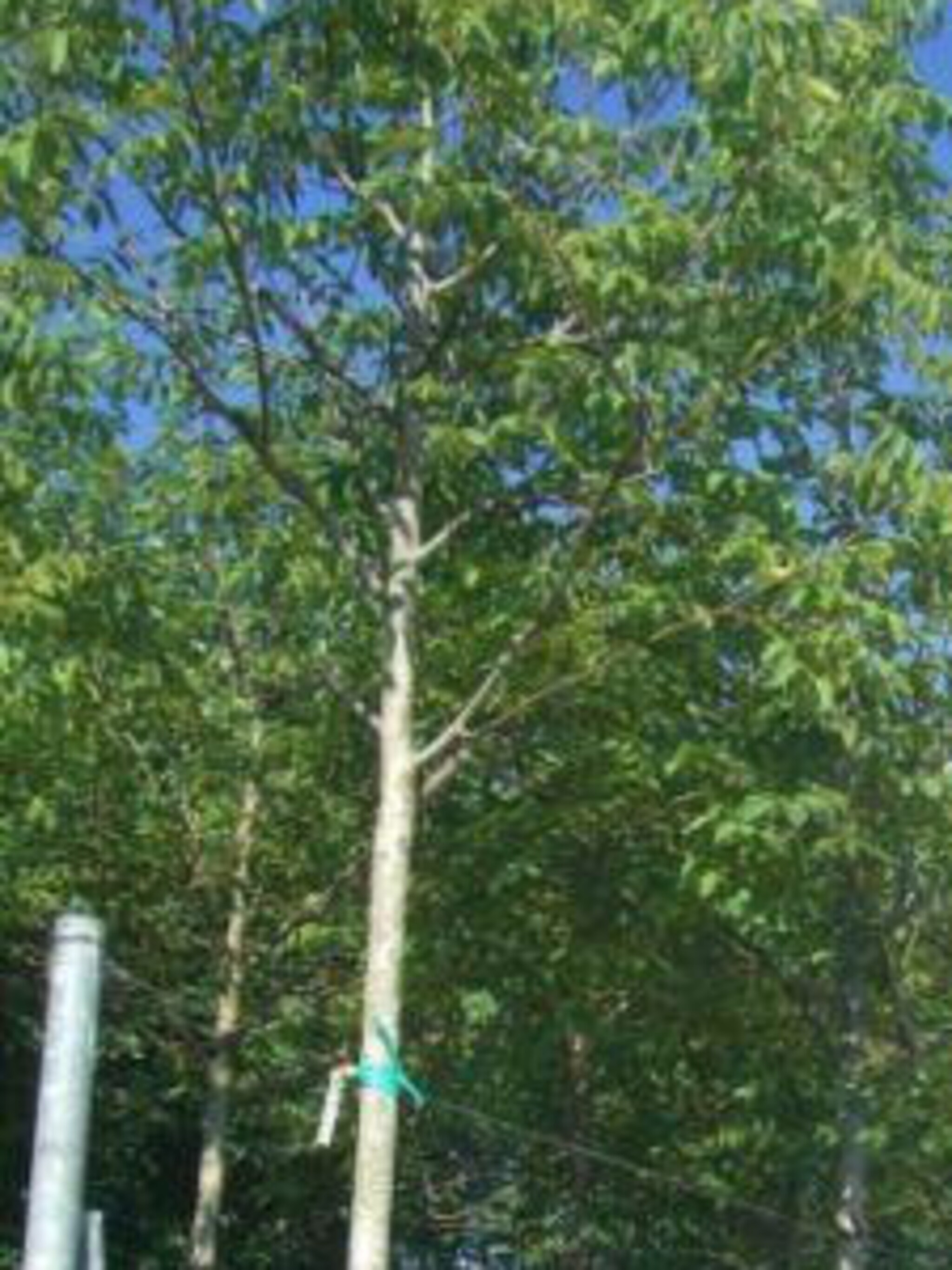 okkernoot juglans regia