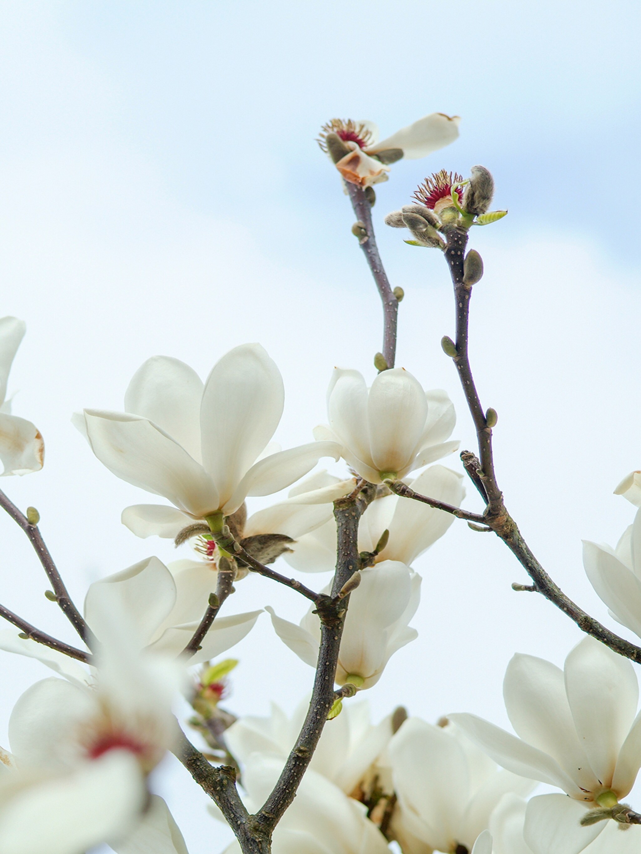 magnolia merrill