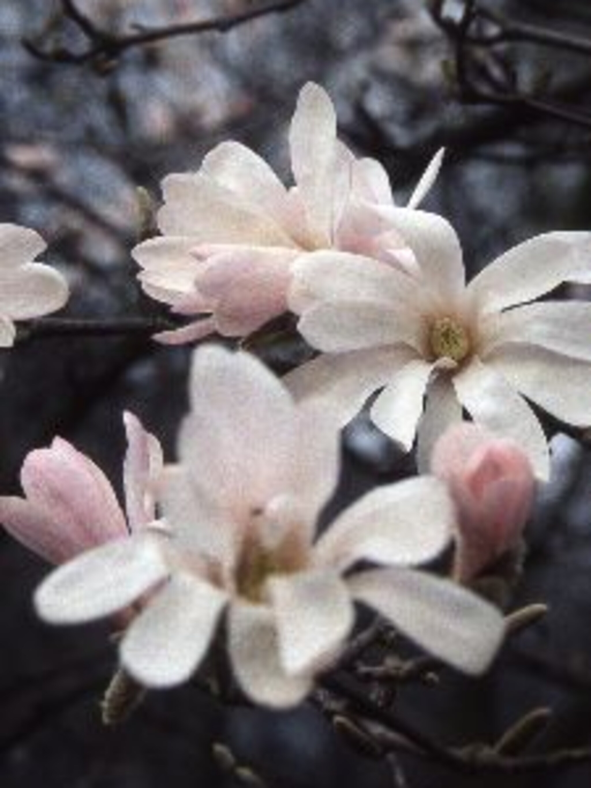 magnolia leonard messel
