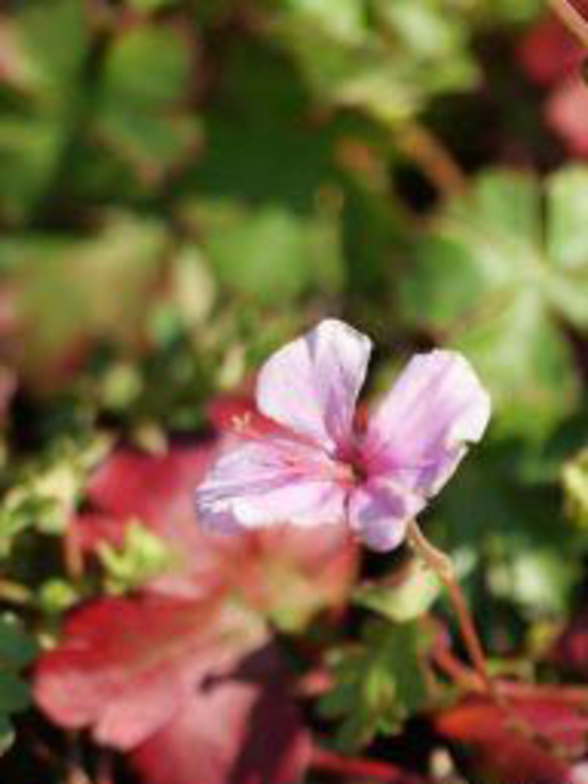 ooievaarsbek geranium dalmaticum