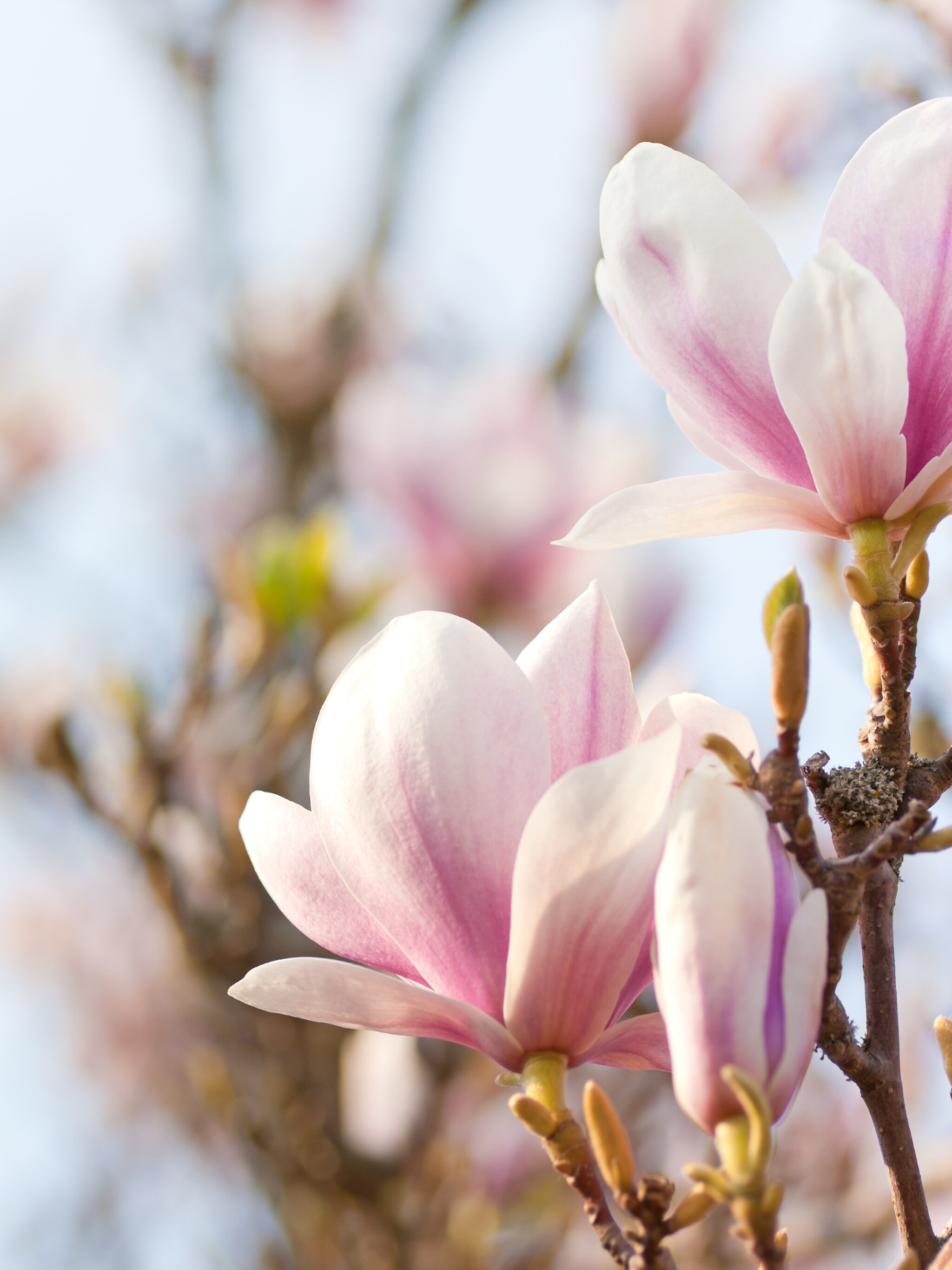 magnolia magnolia soulangeana