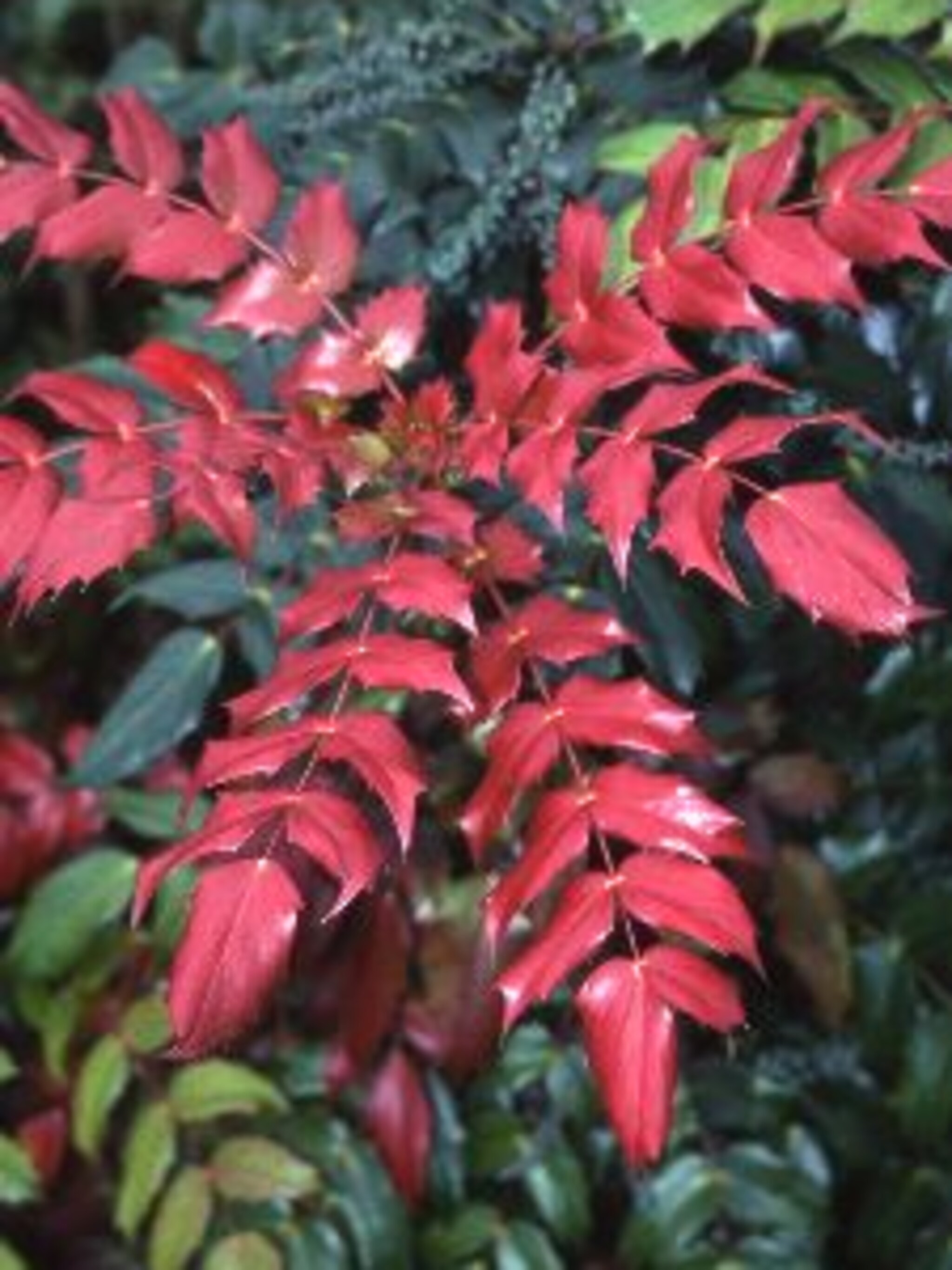 mahoniestruik mahonia bealei
