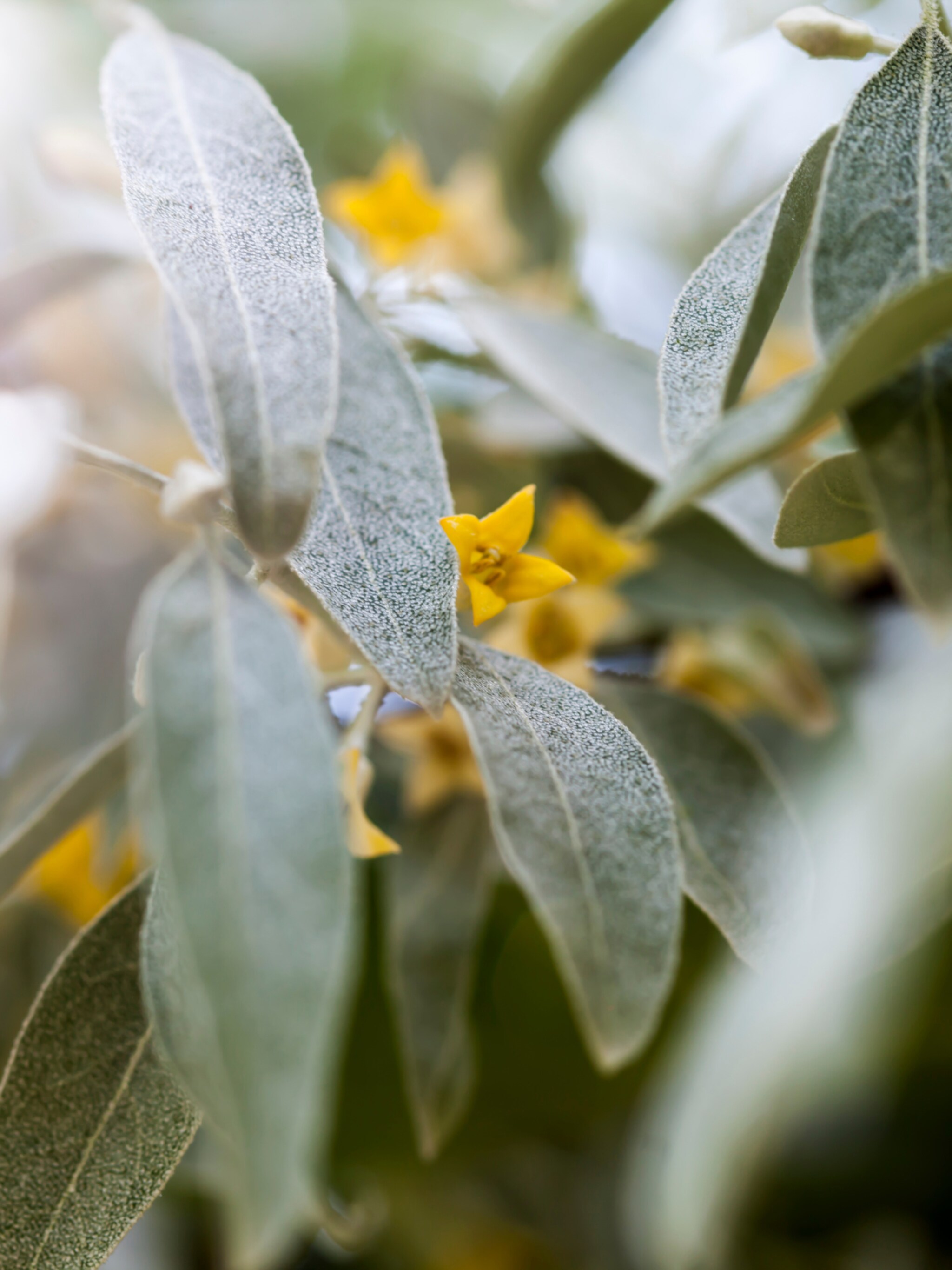 olijfwilg elaeagnus ebbingei