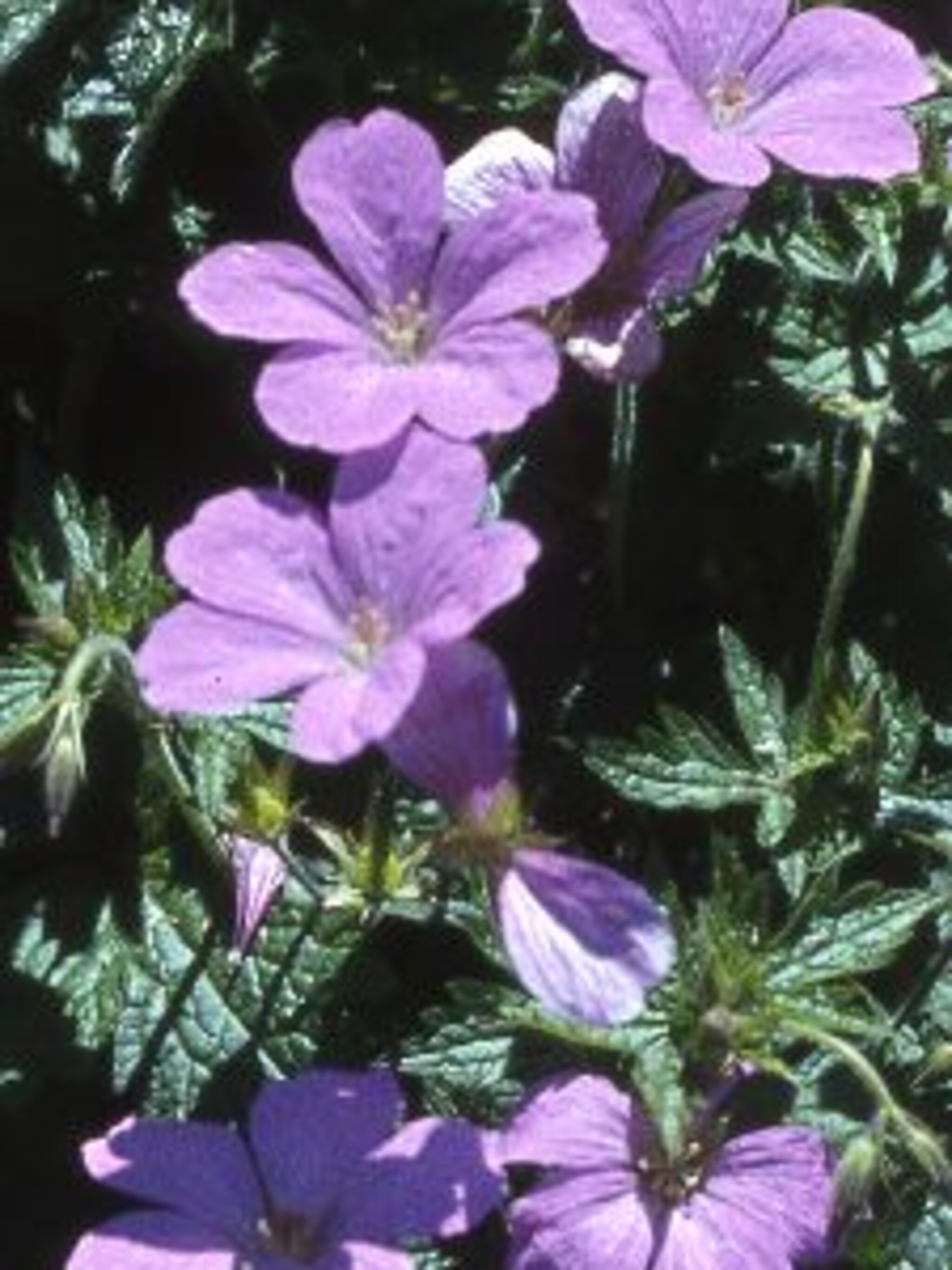 ooievaarsbek wargrave pink