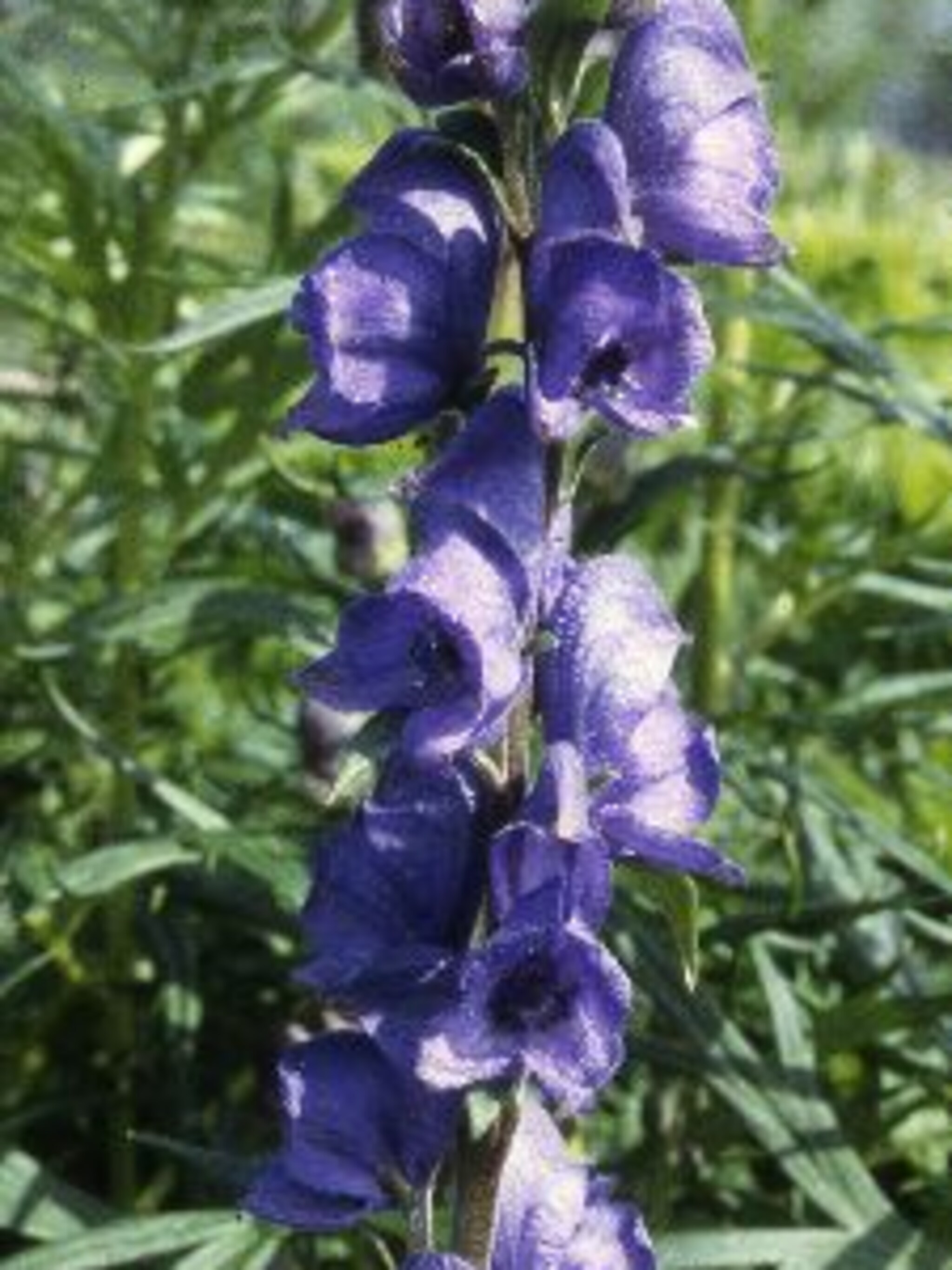monnikskap aconitum napellus