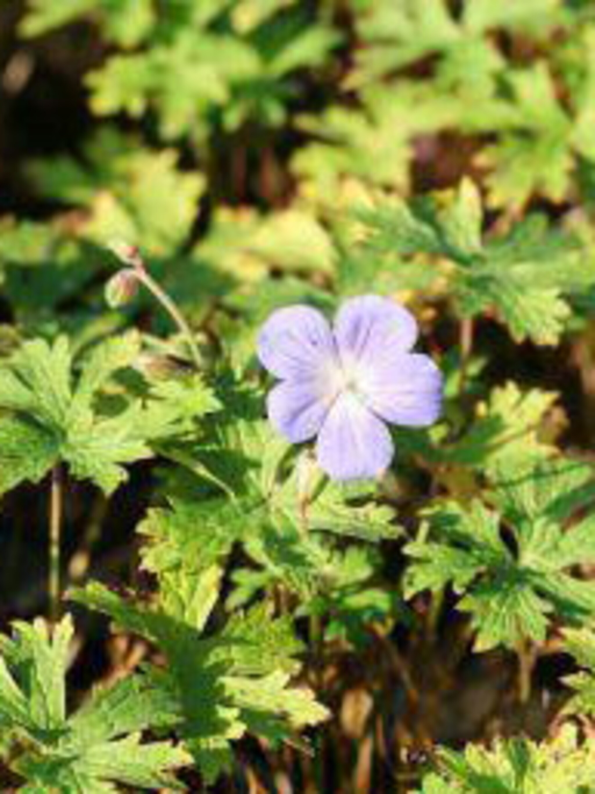 ooievaarsbek geranium himalayense