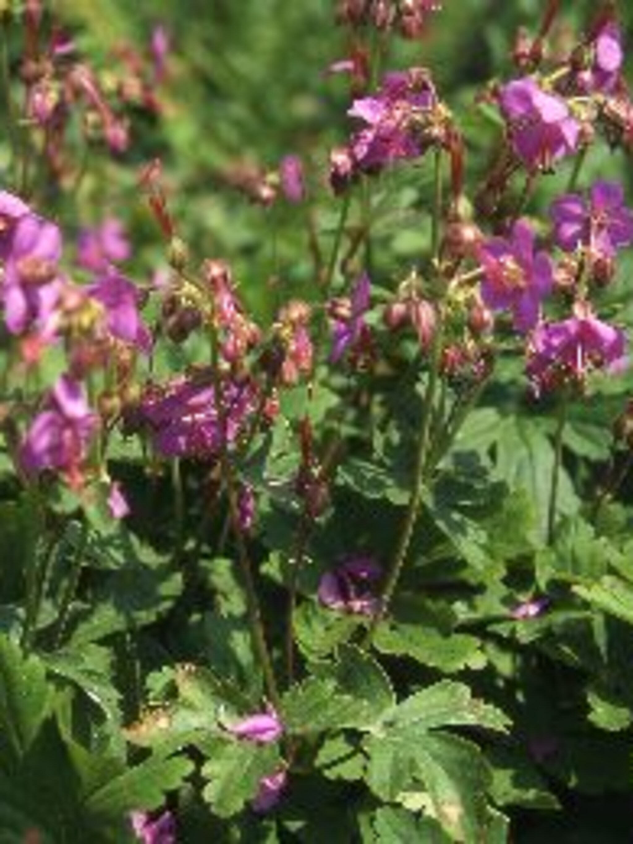 ooievaarsbek geranium macrorrhizum