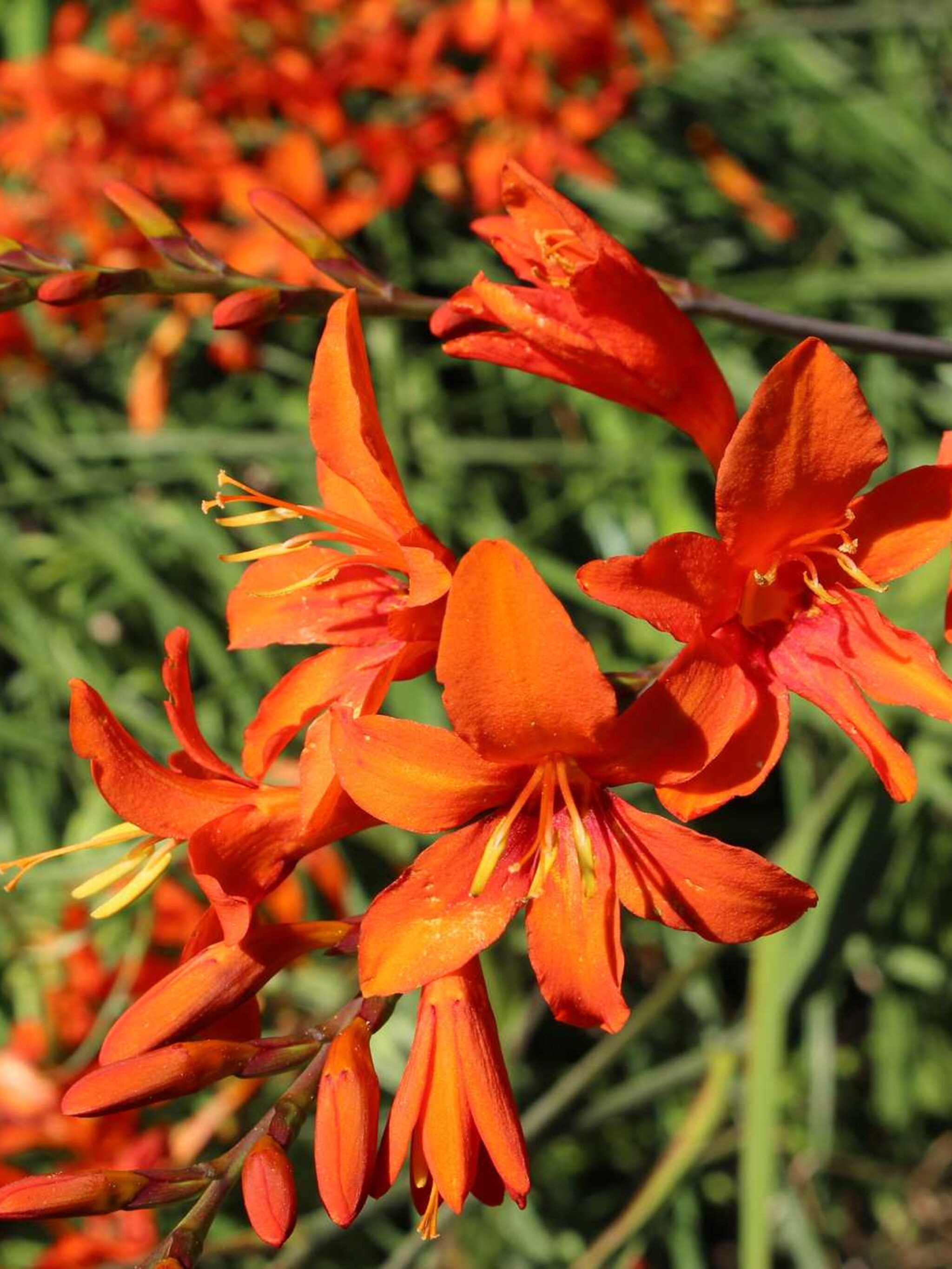 montbretia crocosmia crocosmiiflora