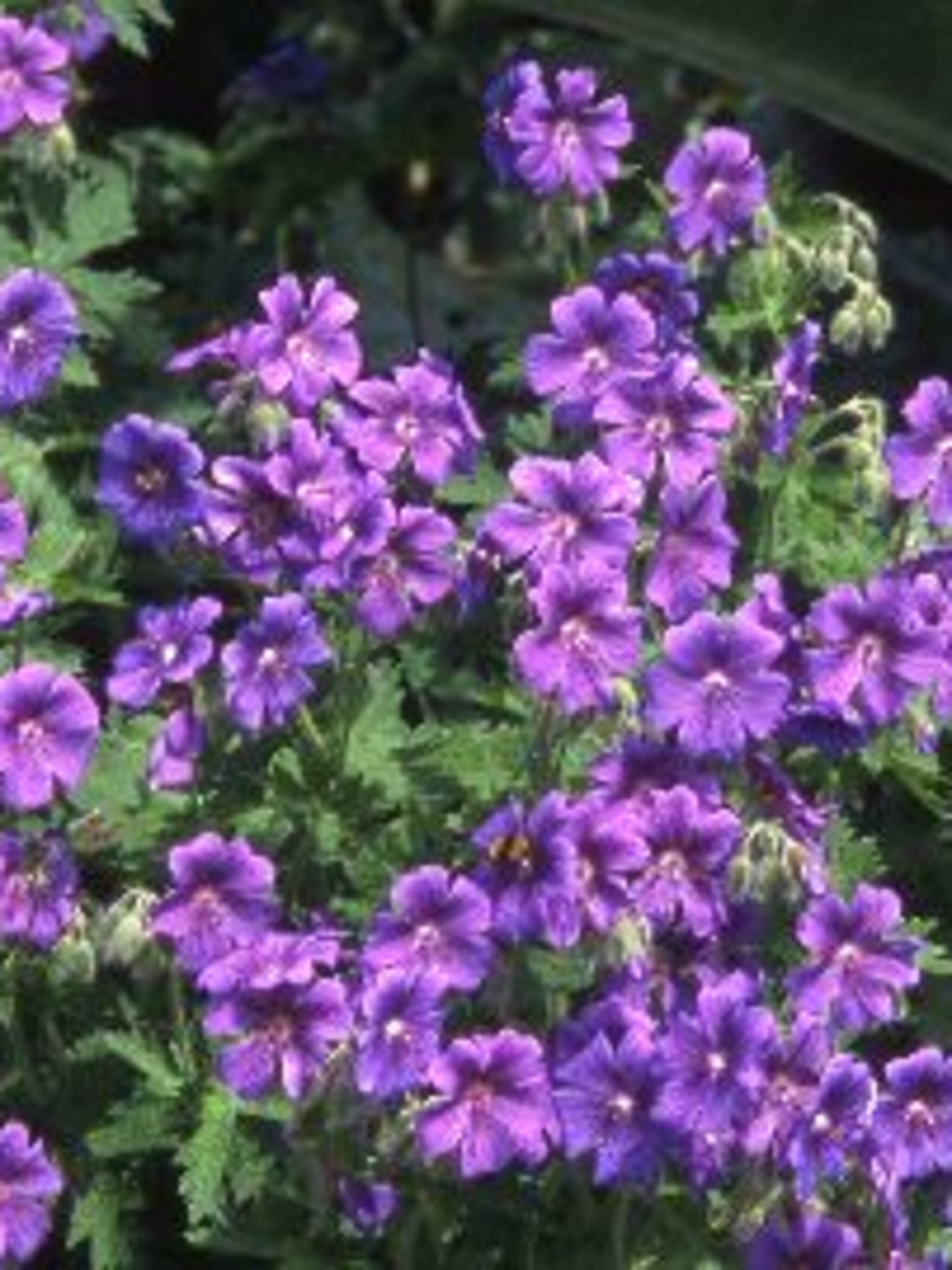 ooievaarsbek geranium magnificum