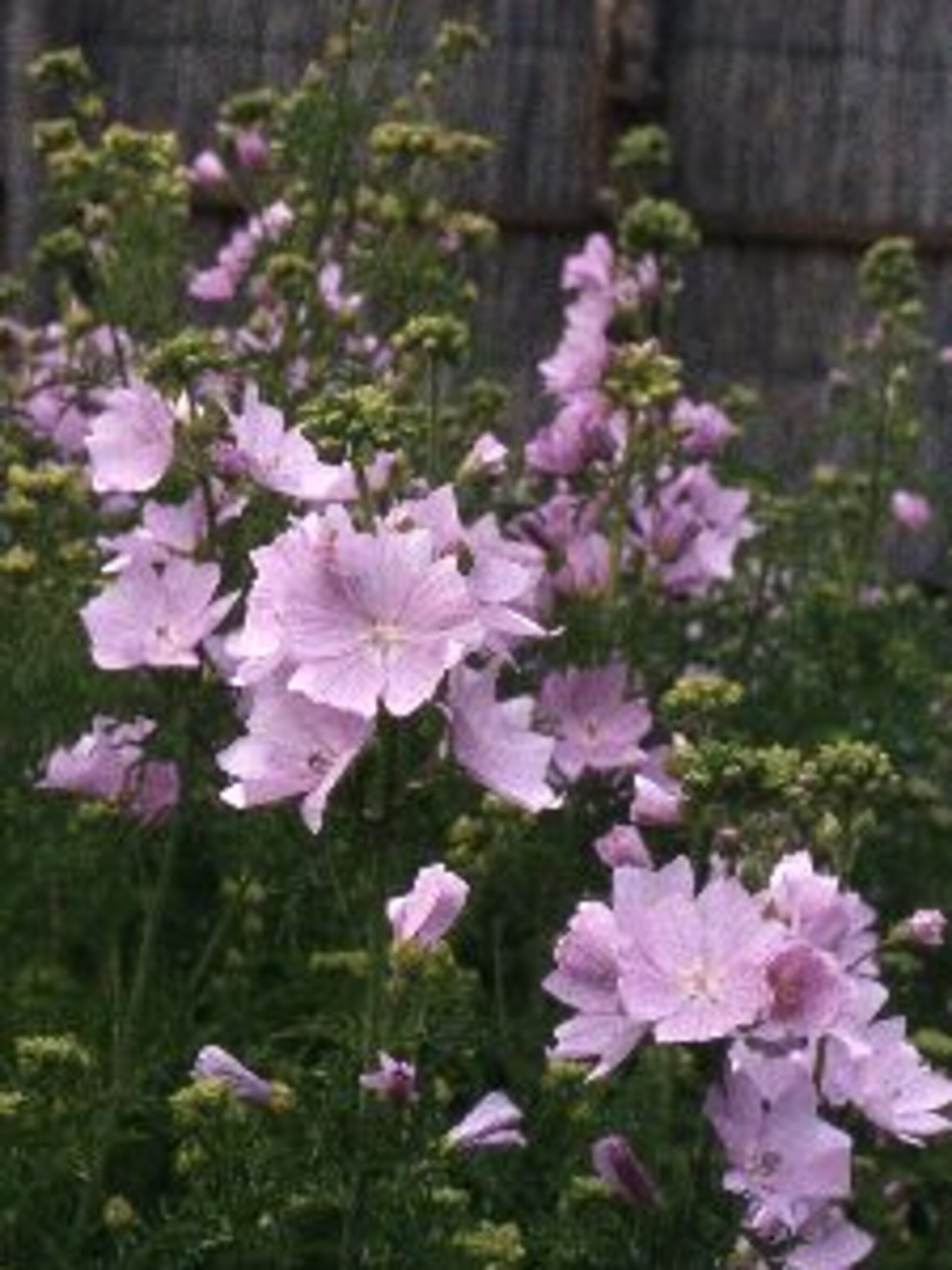 muskuskaasjeskruid malva moschata