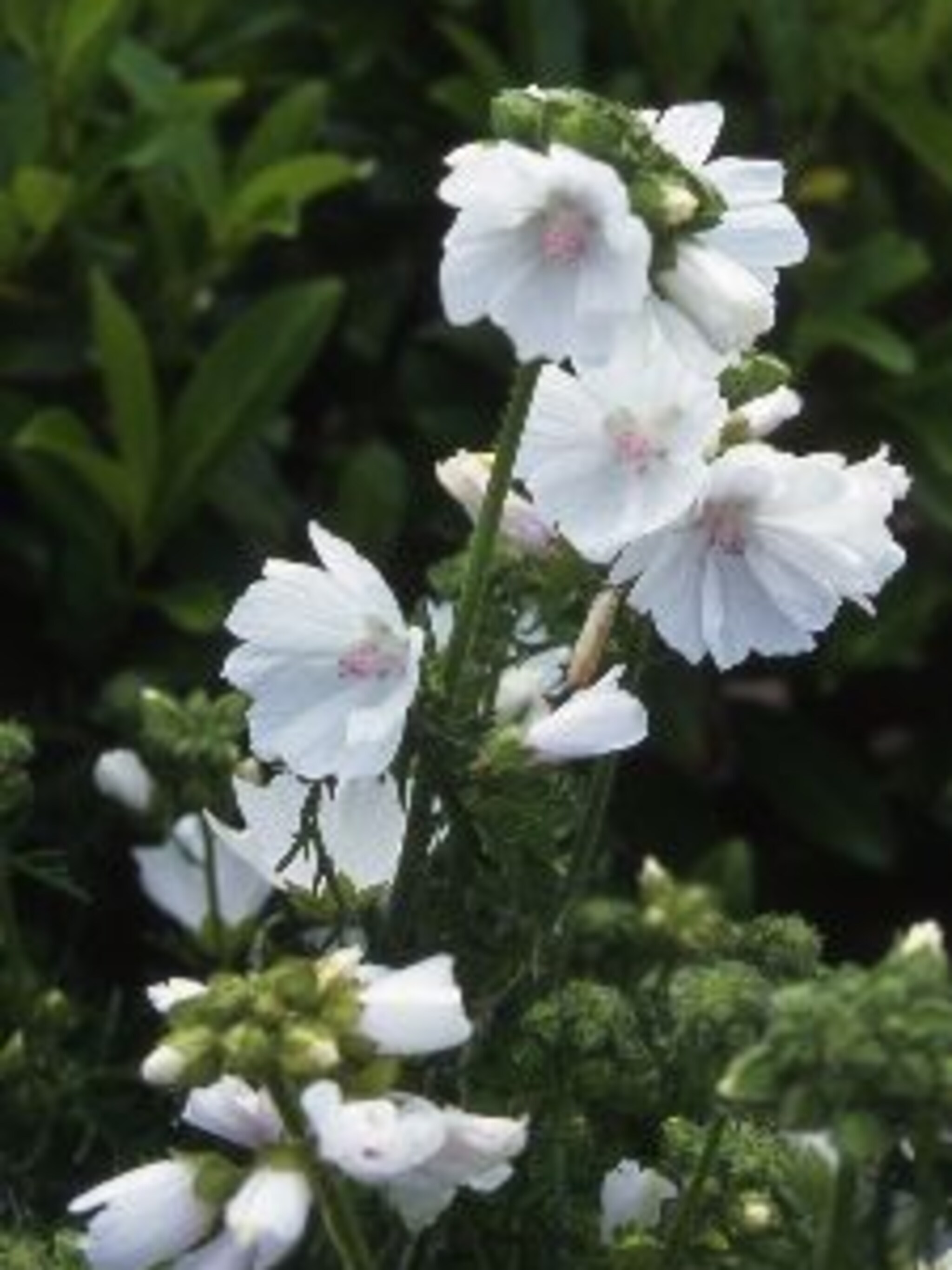 muskuskaasjeskruid alba