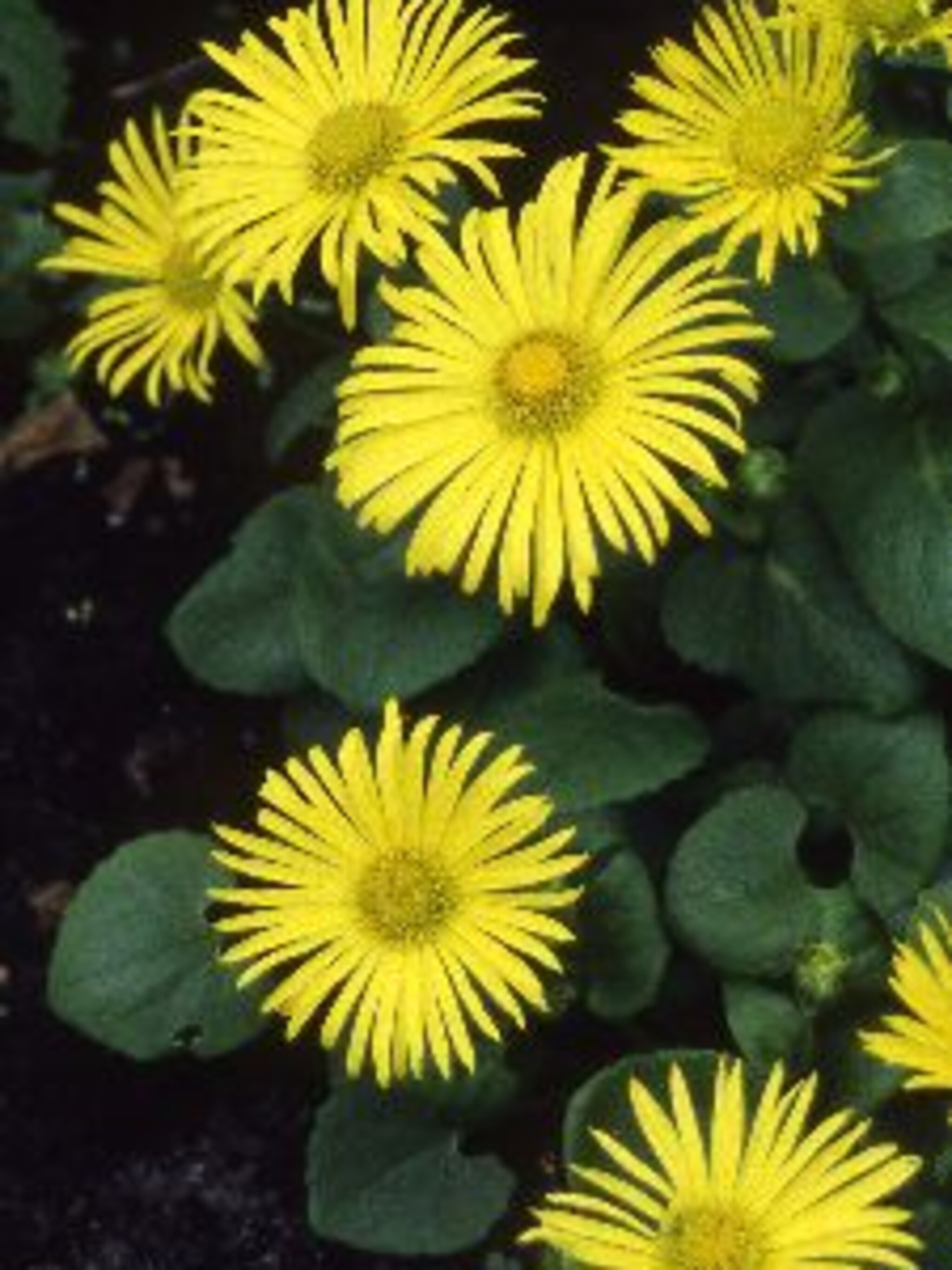voorjaarszonnebloem doronicum orientale