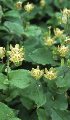 paddenlelie-tricyrtis-formosana